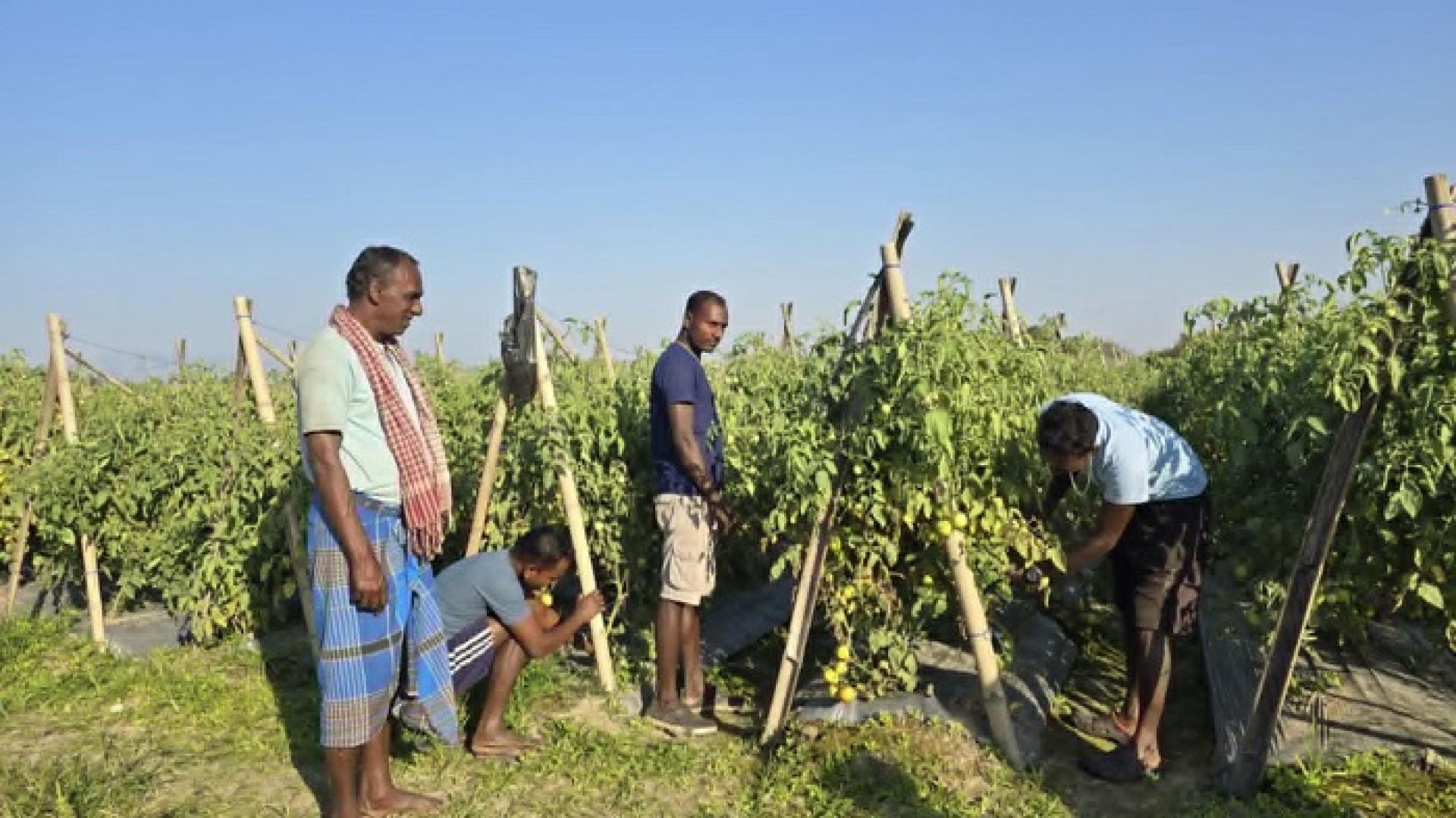 बारीबाट बजारसम्म, तरकारीले ल्याएको परिवर्तन !