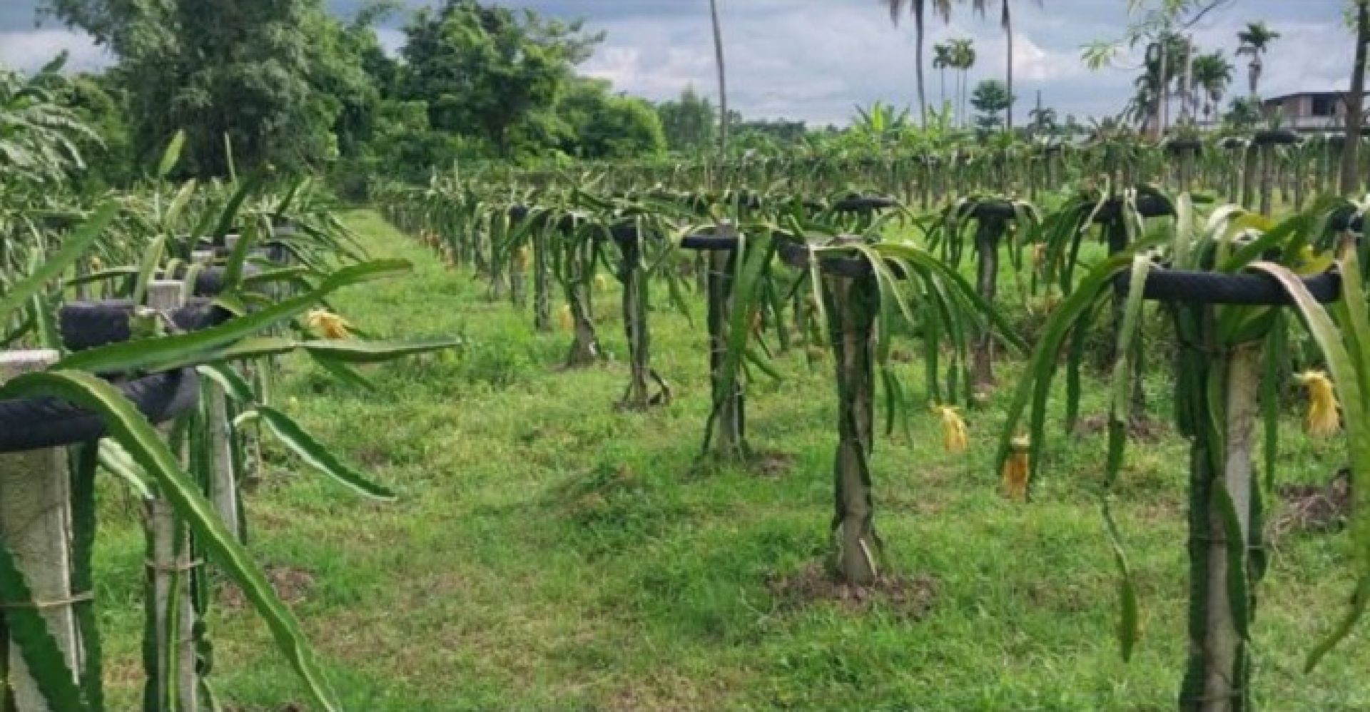 इलामका किसान ‘ड्रागनफ्रुट’ खेतीप्रति आकर्षित, १२ लाख आम्दानी