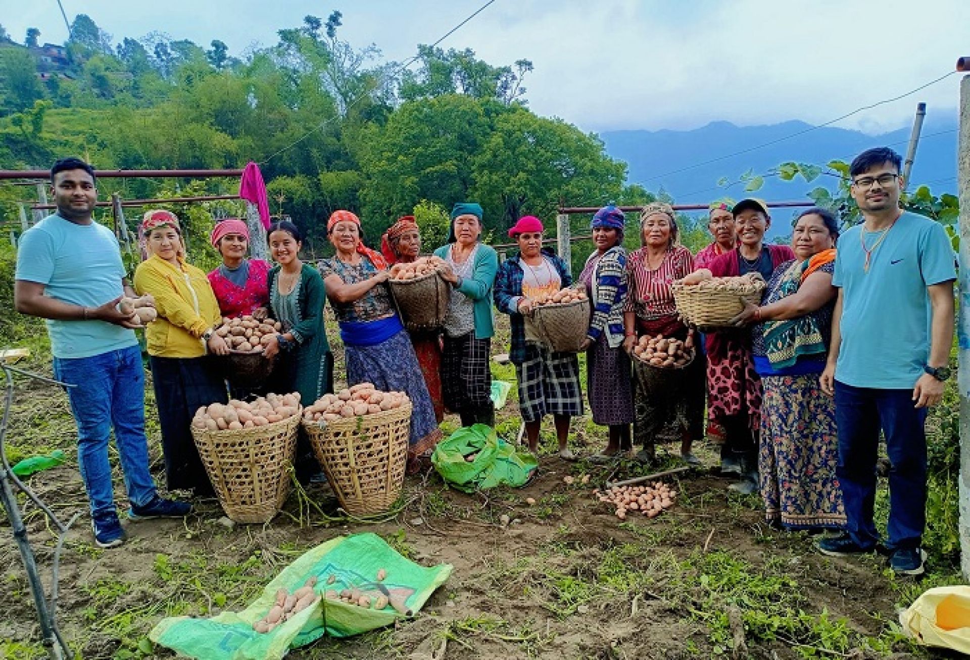 भकिम्लीको आलुलाई ‘ब्राण्डिङ’ गरेर बजार पठाइँदै