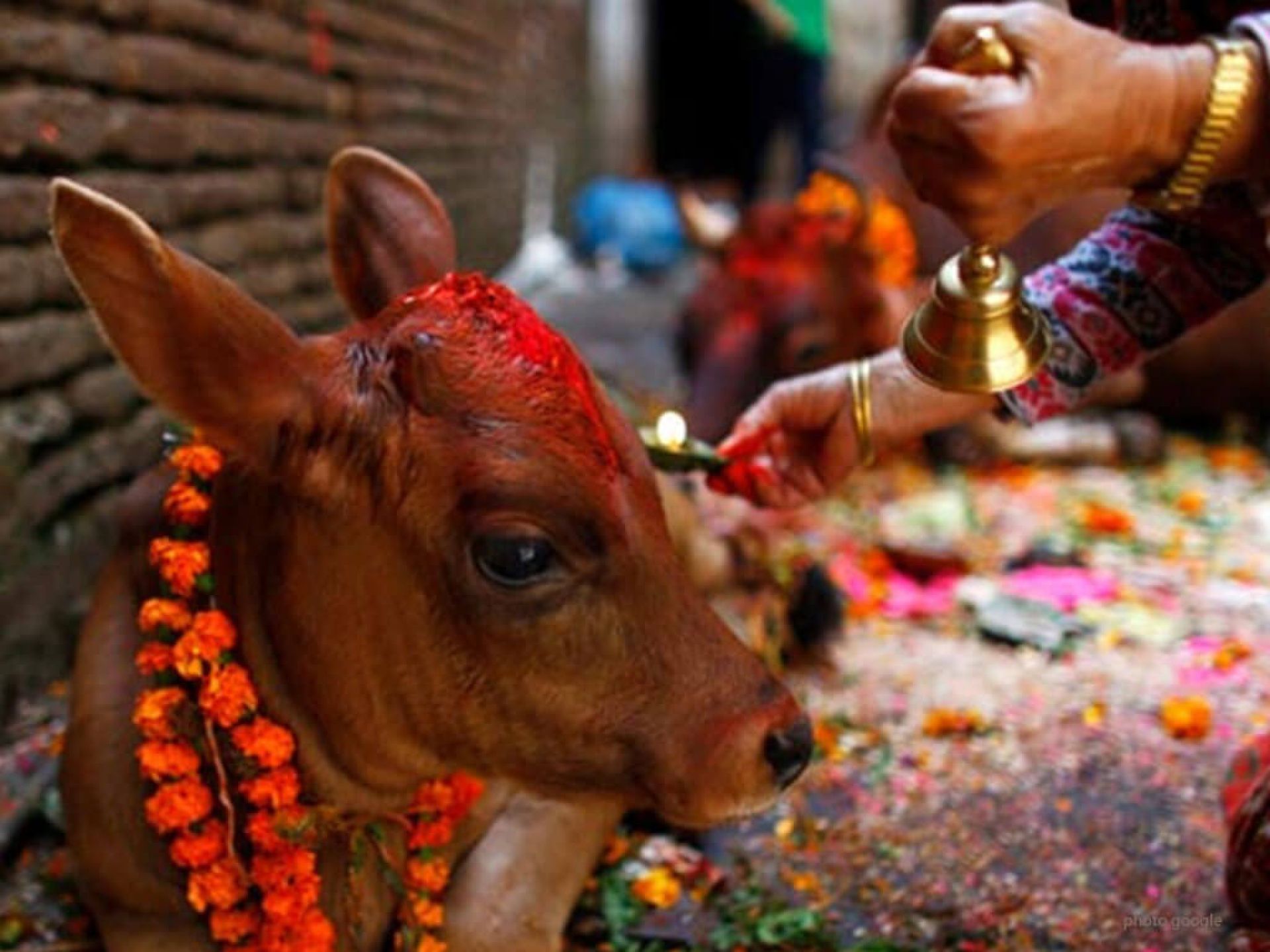 तिहारको पाँचौ दिन : आज गाई पूजा पनि गरिँदै