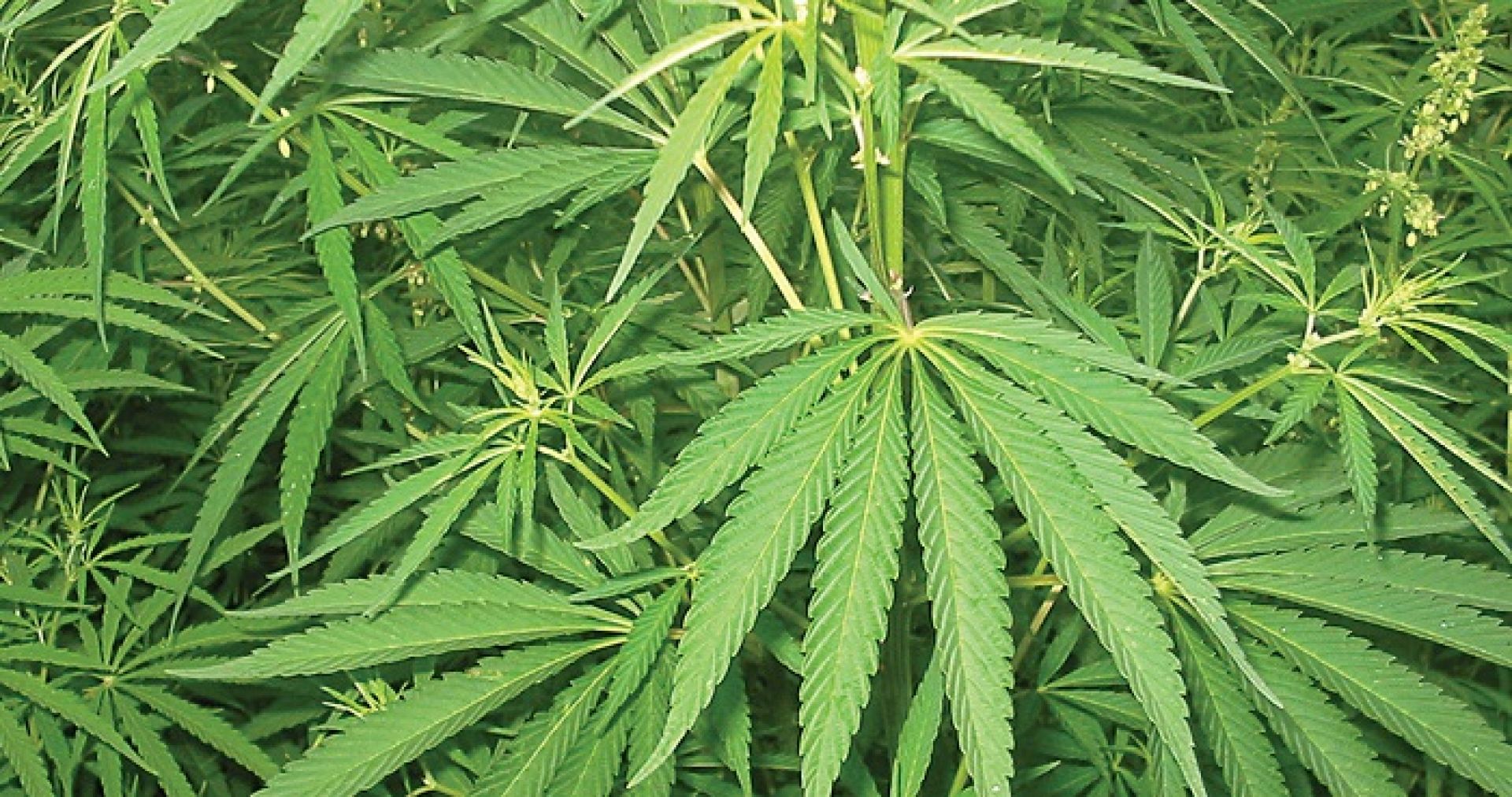 गाँजा खेती सम्भाव्यता अध्ययनका लागि कार्यदल गठन