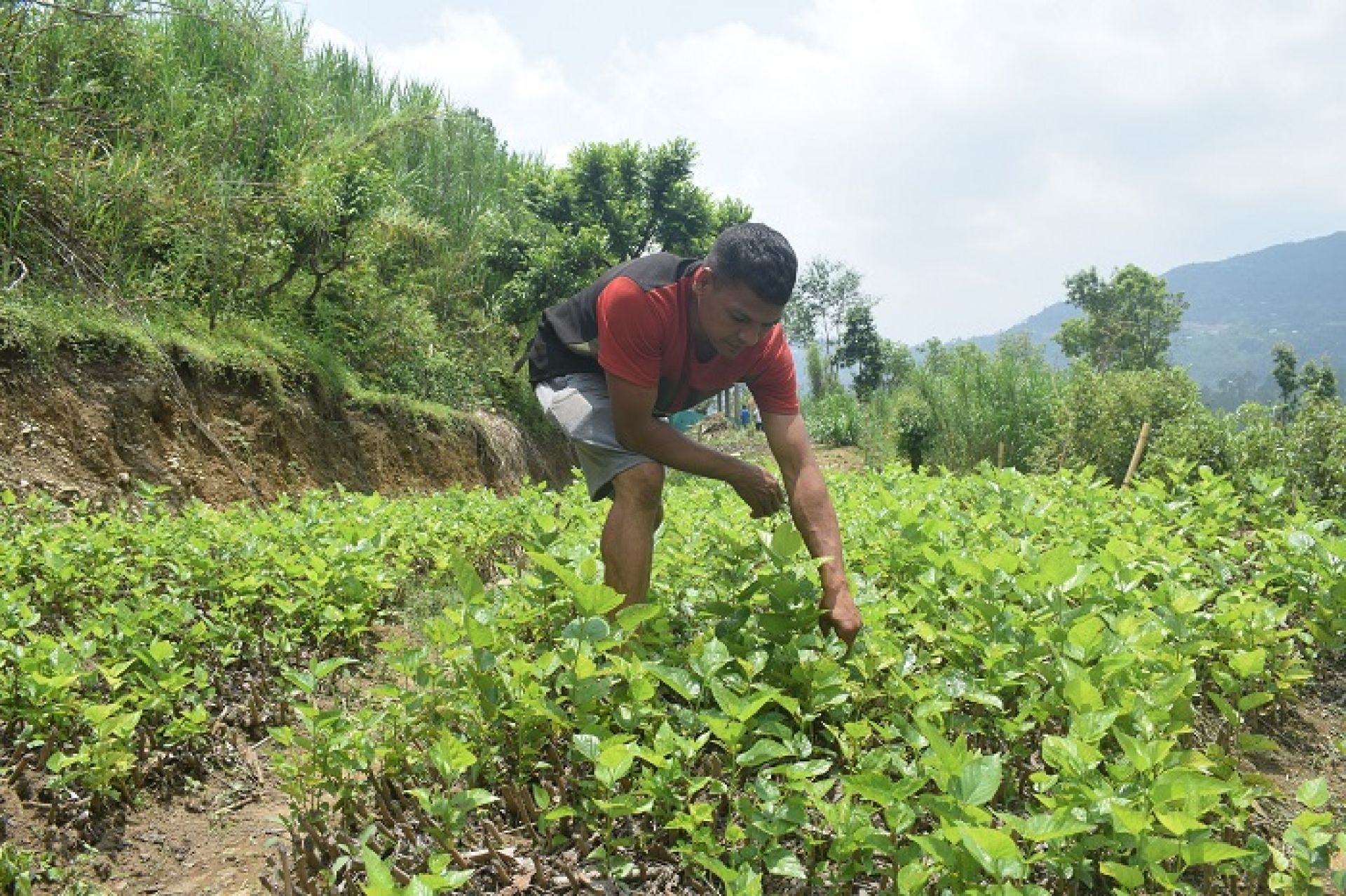 घाँसखेतीबाट मनग्य आम्दानी गरेका गुल्मीका गोपाल भन्छन्–मासिक ८२ हजारको जागिर छाडेर आएँ