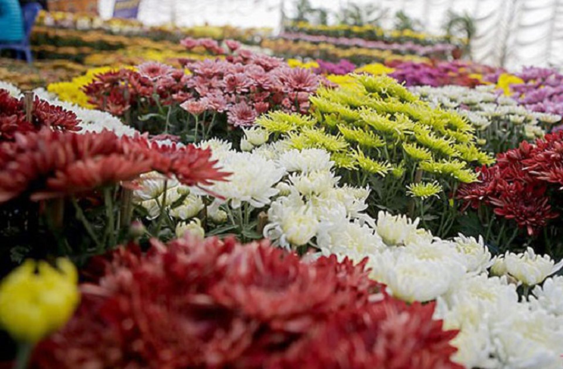 गोदावरी फूलको प्रतियोगितात्मक प्रदर्शनी शुरु, एक करोडबढीको कारोबार हुने 