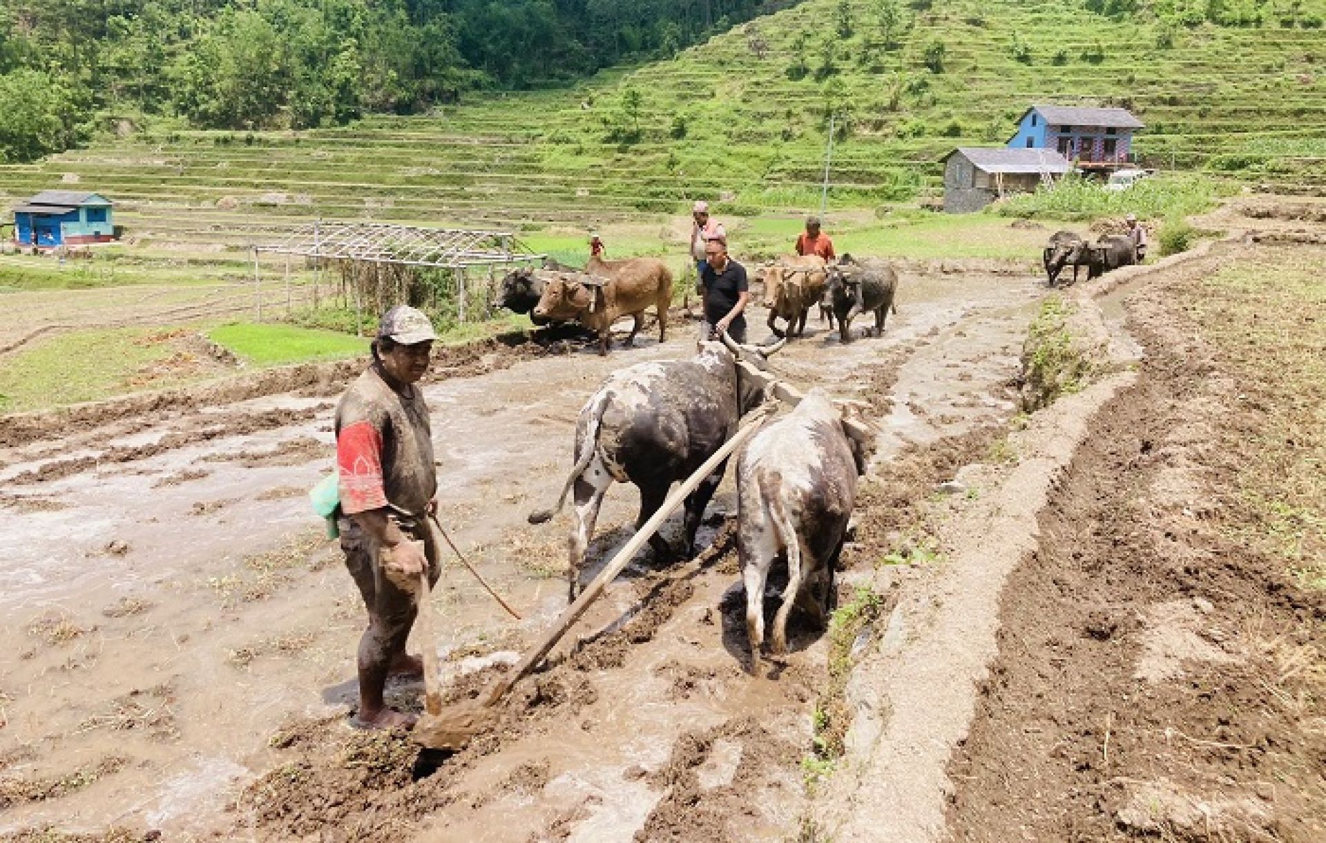 गलकोटका किसानलाई रोपाइँको चटारो