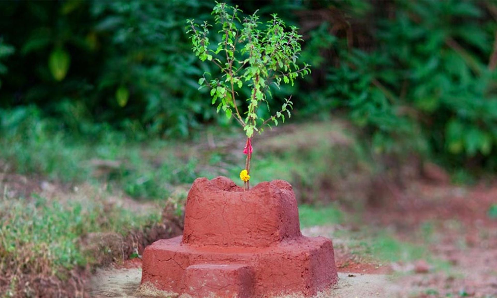 आज हरिशयनी एकादशी, घरघरमा तुलसीको बिरुवा सारिँदै