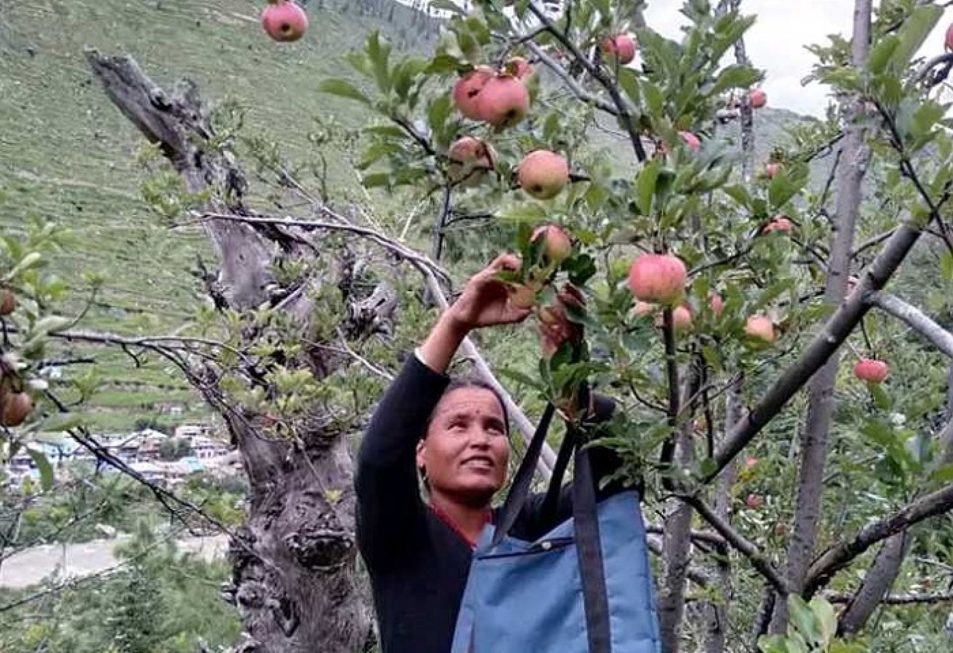 जुम्लाबाट २१ हजार मेट्रिकटन स्याउ निर्यात