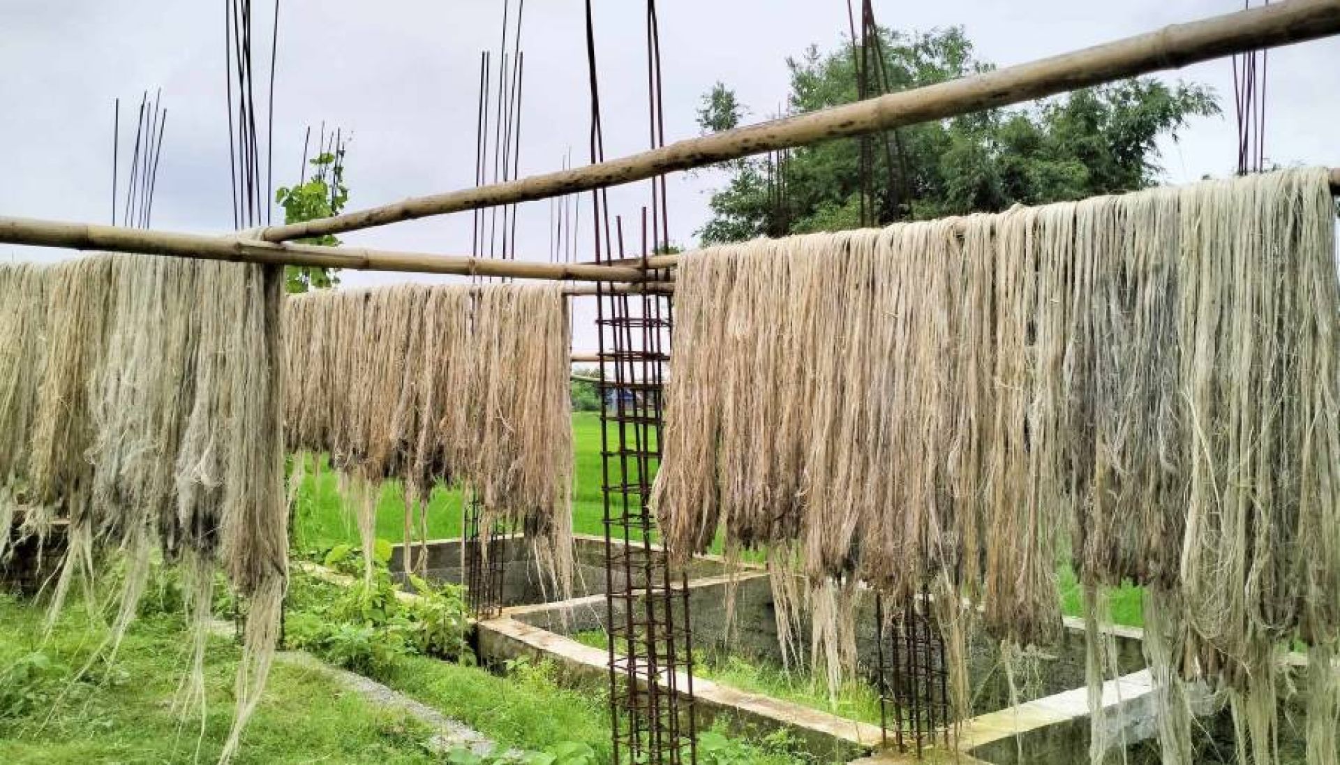 जुट उत्पादन बढ्यो, मूल्यमा गिरावट