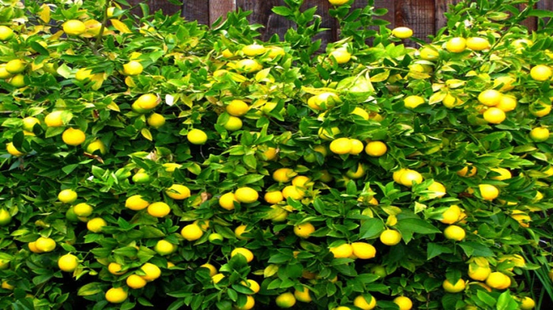 सात दशक नाघेका रामबहादुरको लोभलाग्दो कागती खेती