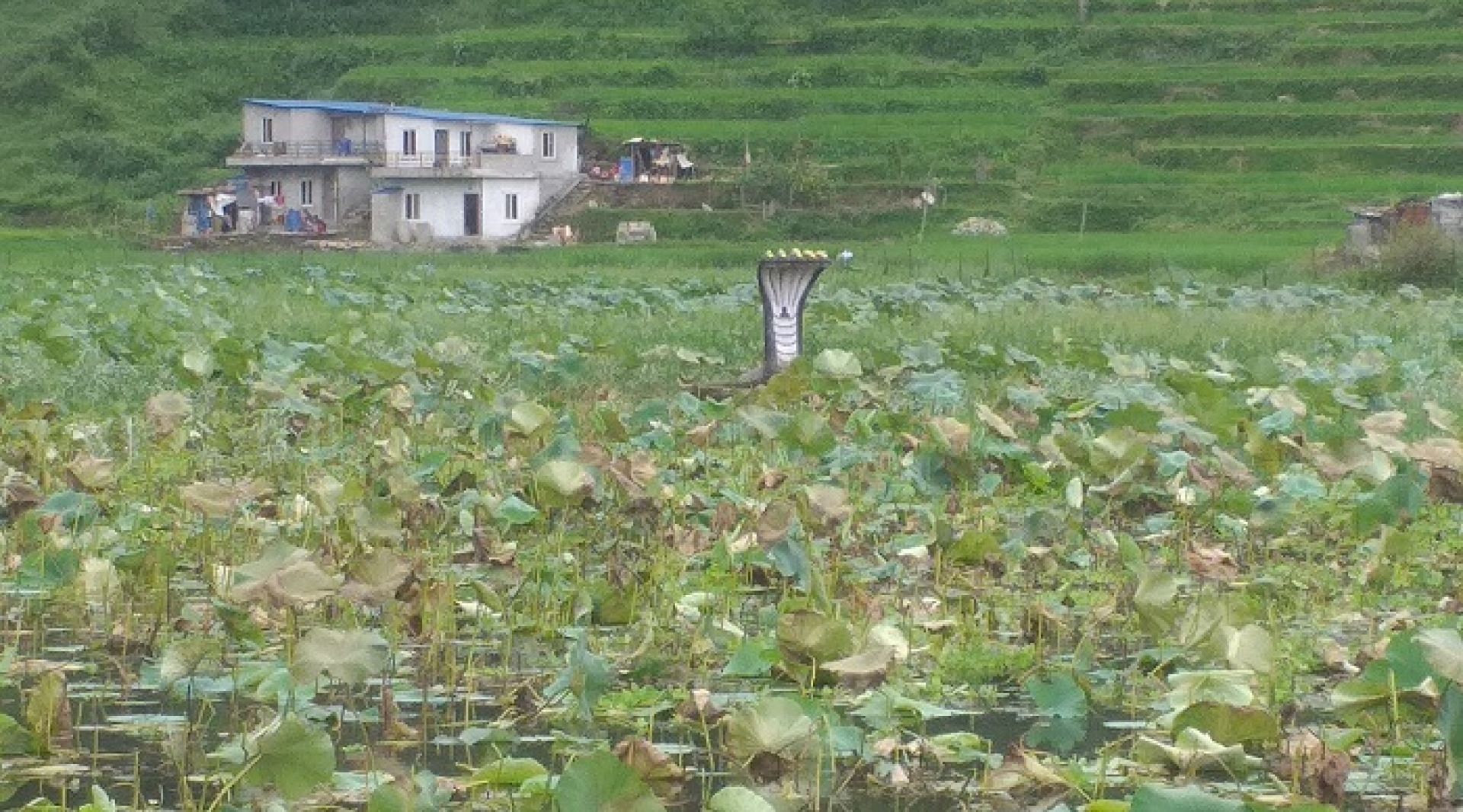 नाग र कमलको फुलले चिनाएको धार्मिक पर्यटकीय गन्तव्य कमलपोखरी