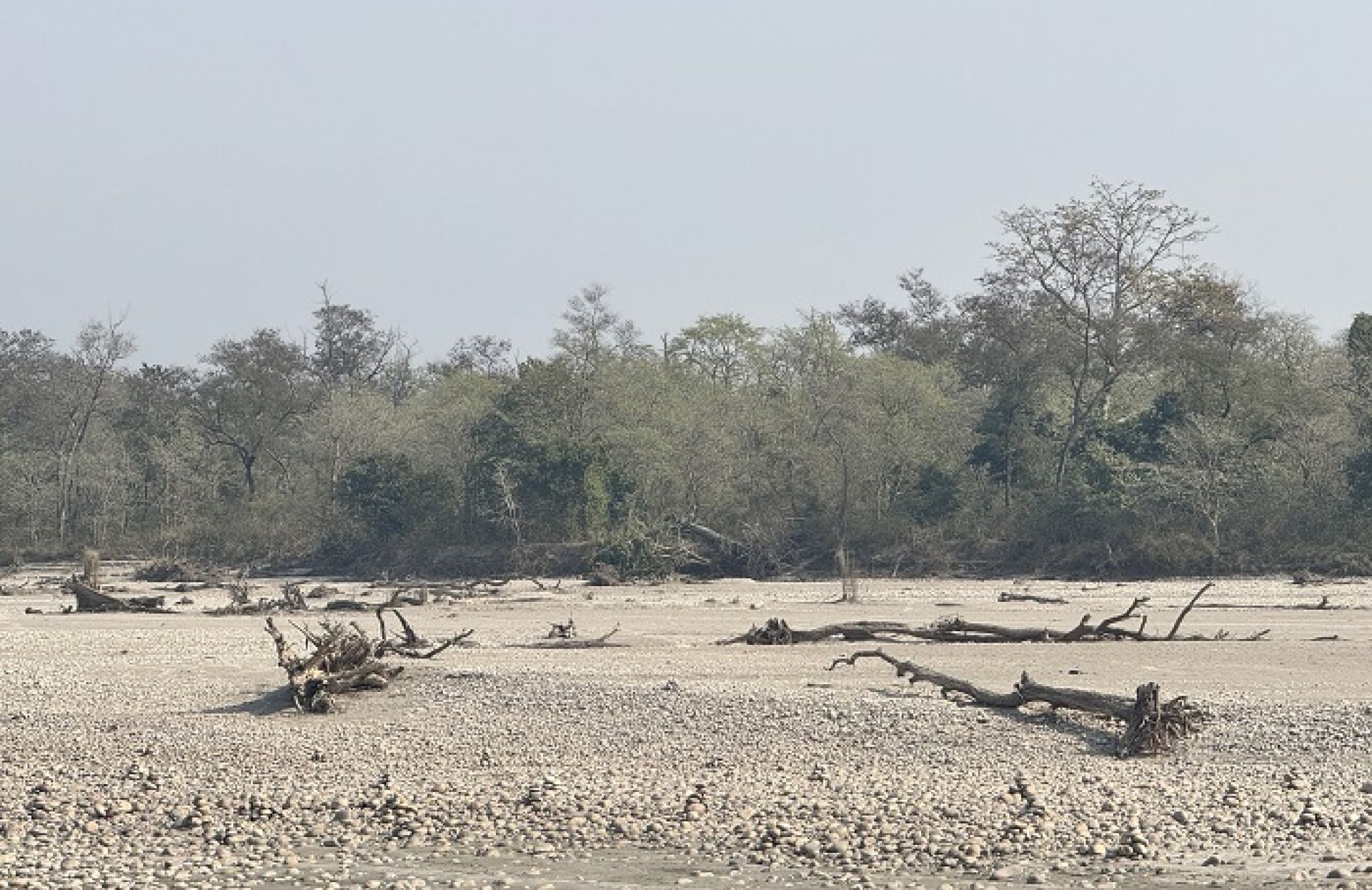 काठ सदुपयोगमा सरकार मौनः कर्णालीमा वर्षेनी बग्छन् करोडौँका काठ, संकलनमा छैन इजाजत