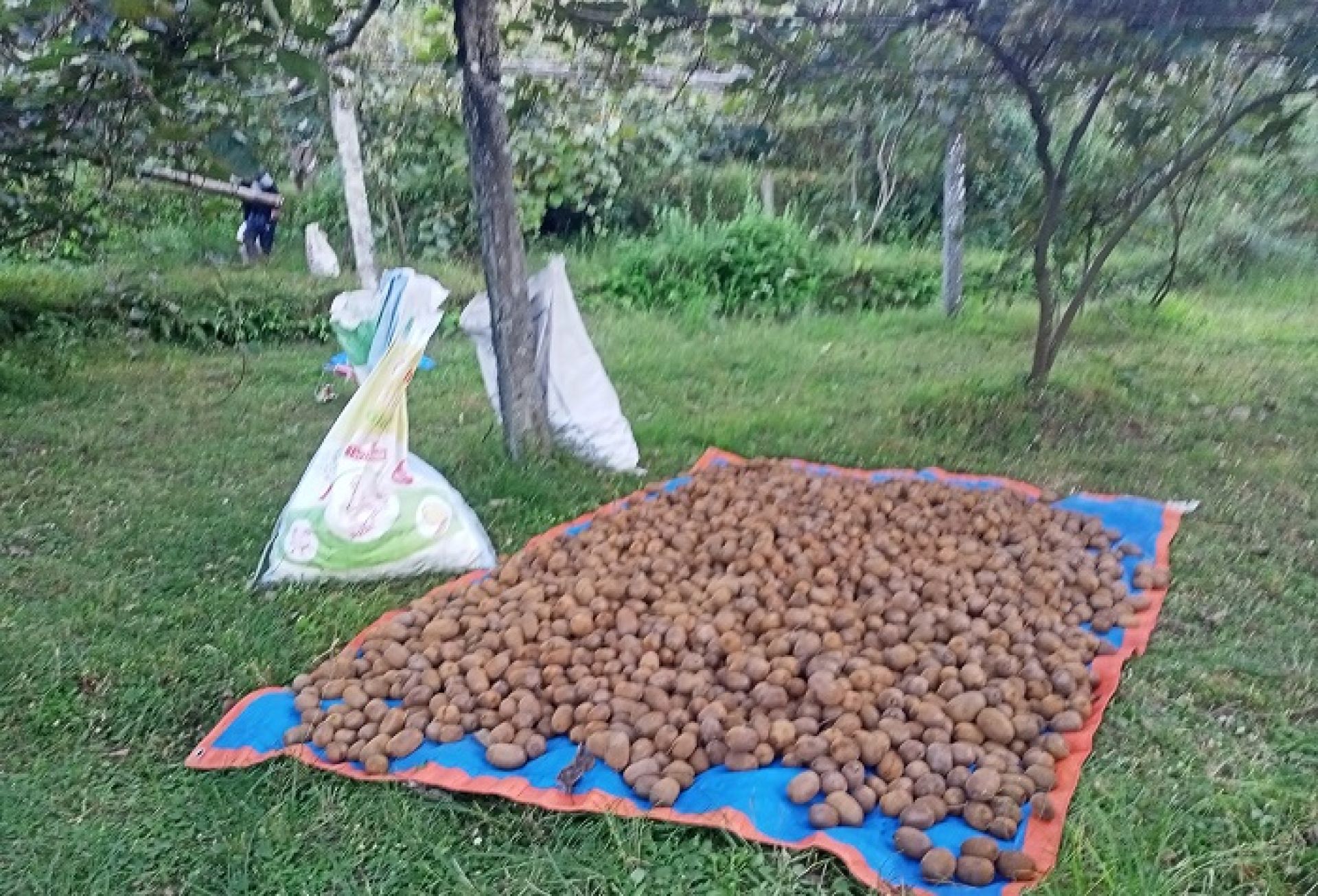 जग्गाको सदुपयोग गर्ने प्रमुख माध्यम किबीखेती,बागलुङको किबी बुटबलमा खपत