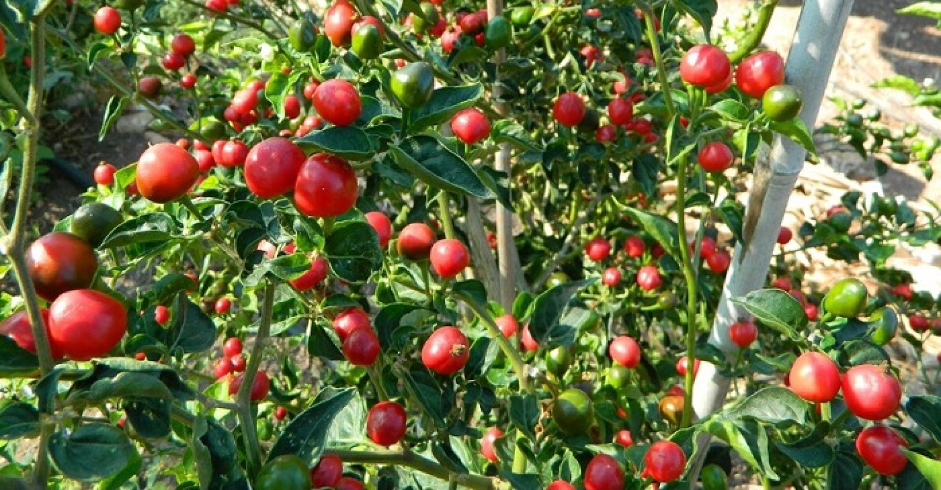 अकबरे खुर्सानी बेचेर  बागलुङका कार्कीले कमाए छ महिनामा  १० लाख 