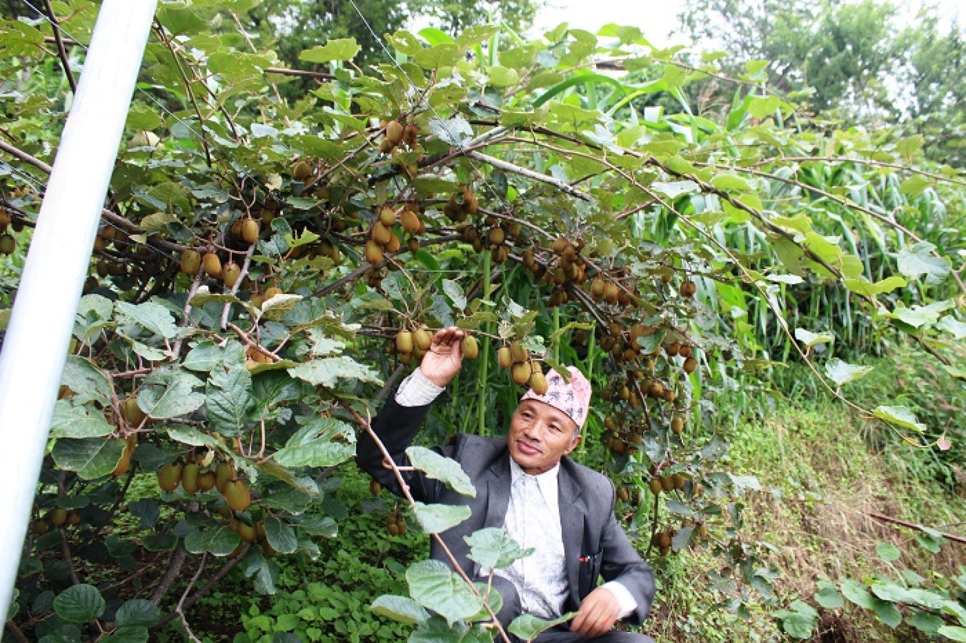 गाउँपालिका हाँकेका पाइजाको किबी खेती