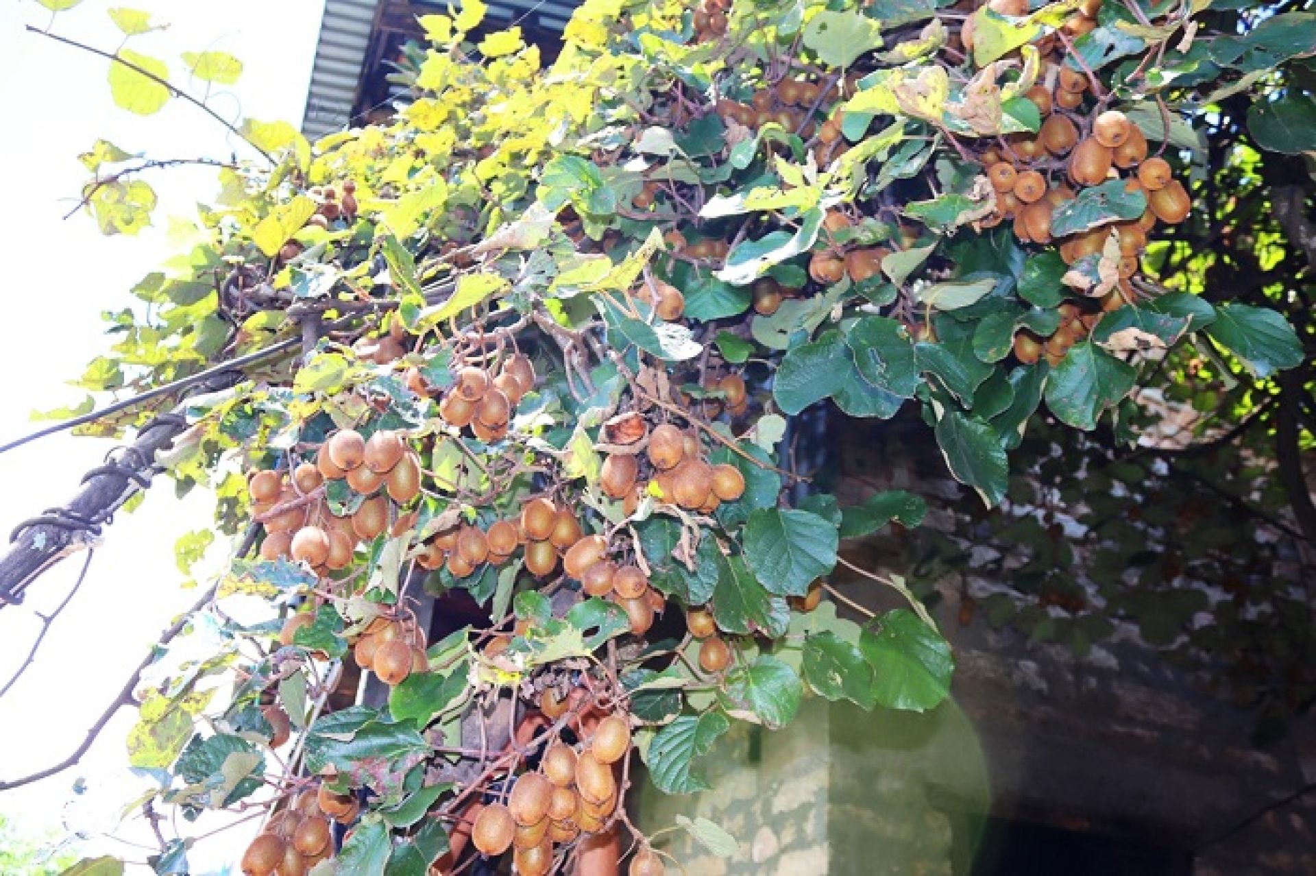 धानखेत मासेर किबीखेतीः बजारमा उच्च माग