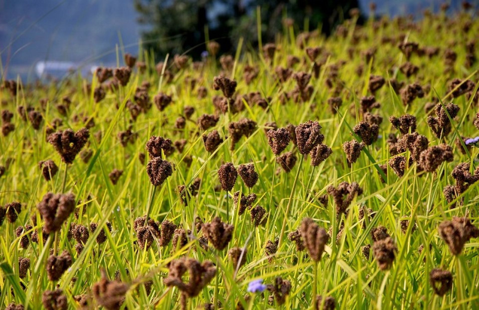 बाजुराको रैथाने बाली कोदोको माग बढ्दा उत्पादन भने घट्दै