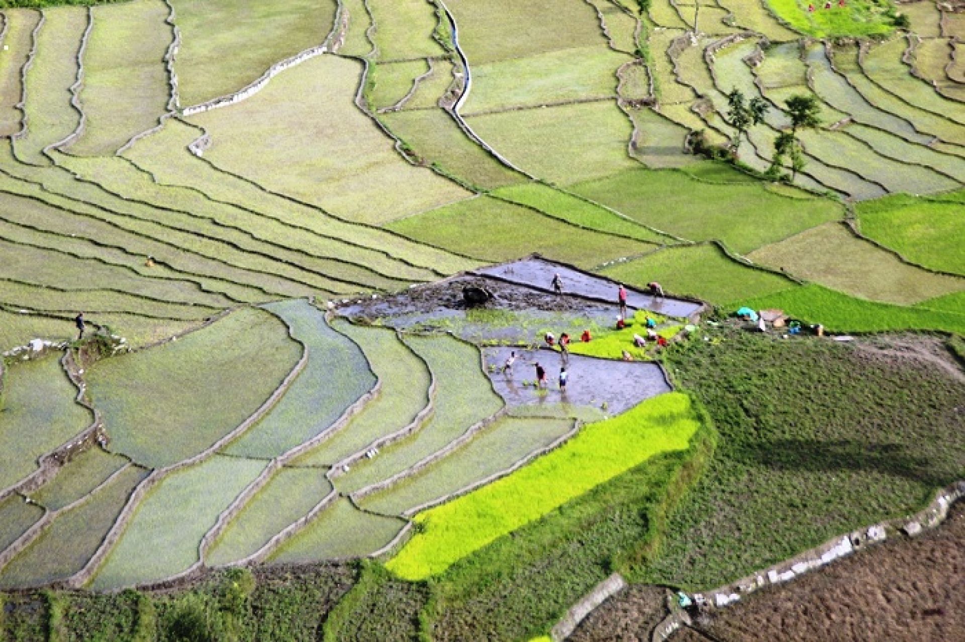 कृषियोग्य जमिनको उर्बराशक्ति घट्दै, प्राङगारिक मलको प्रोत्साहनमा कमी