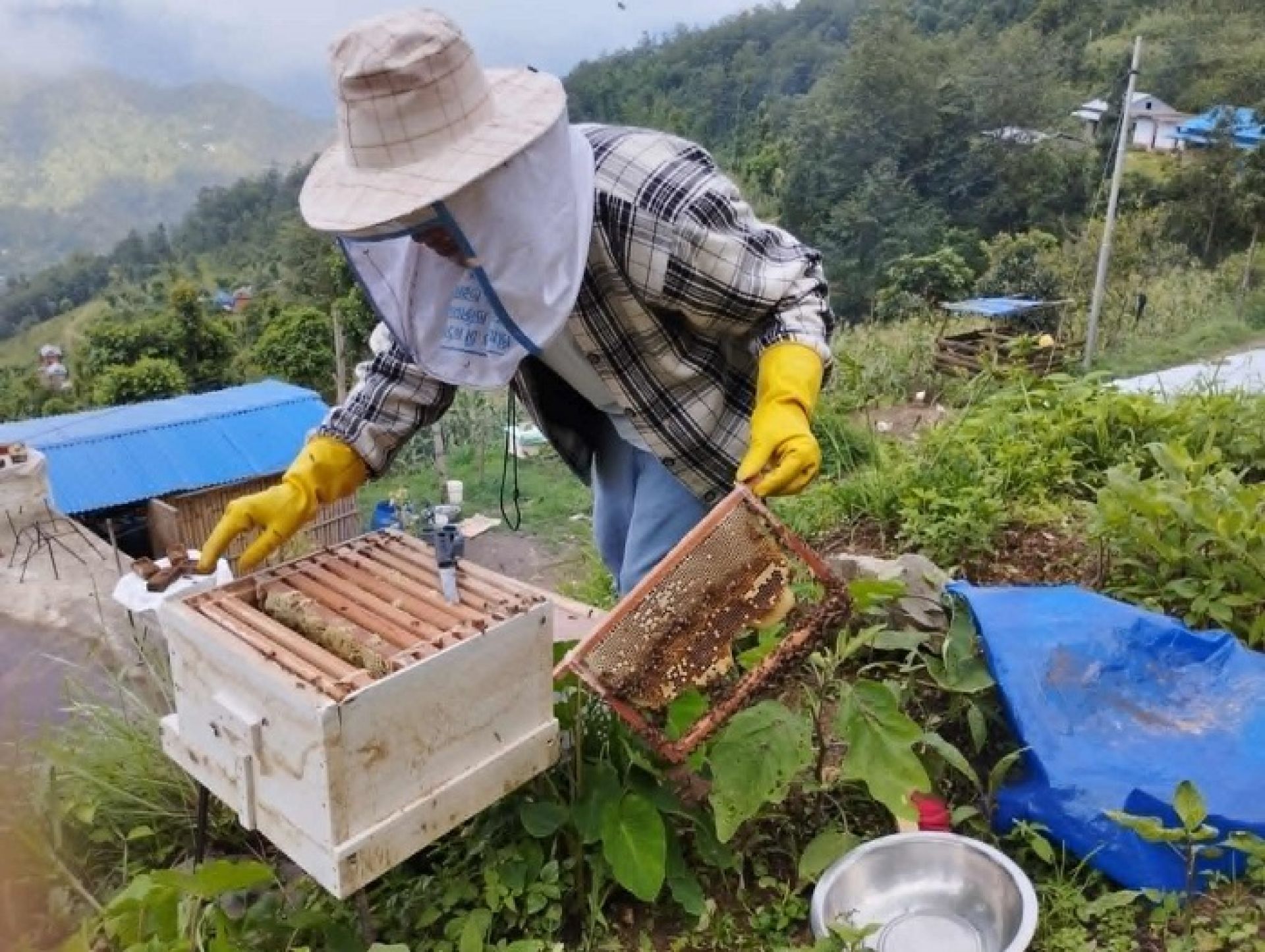 मौरीपालनबाट मासिक ५० हजार आम्दानी गर्छन् रामेछापका कृष्णबहादुर