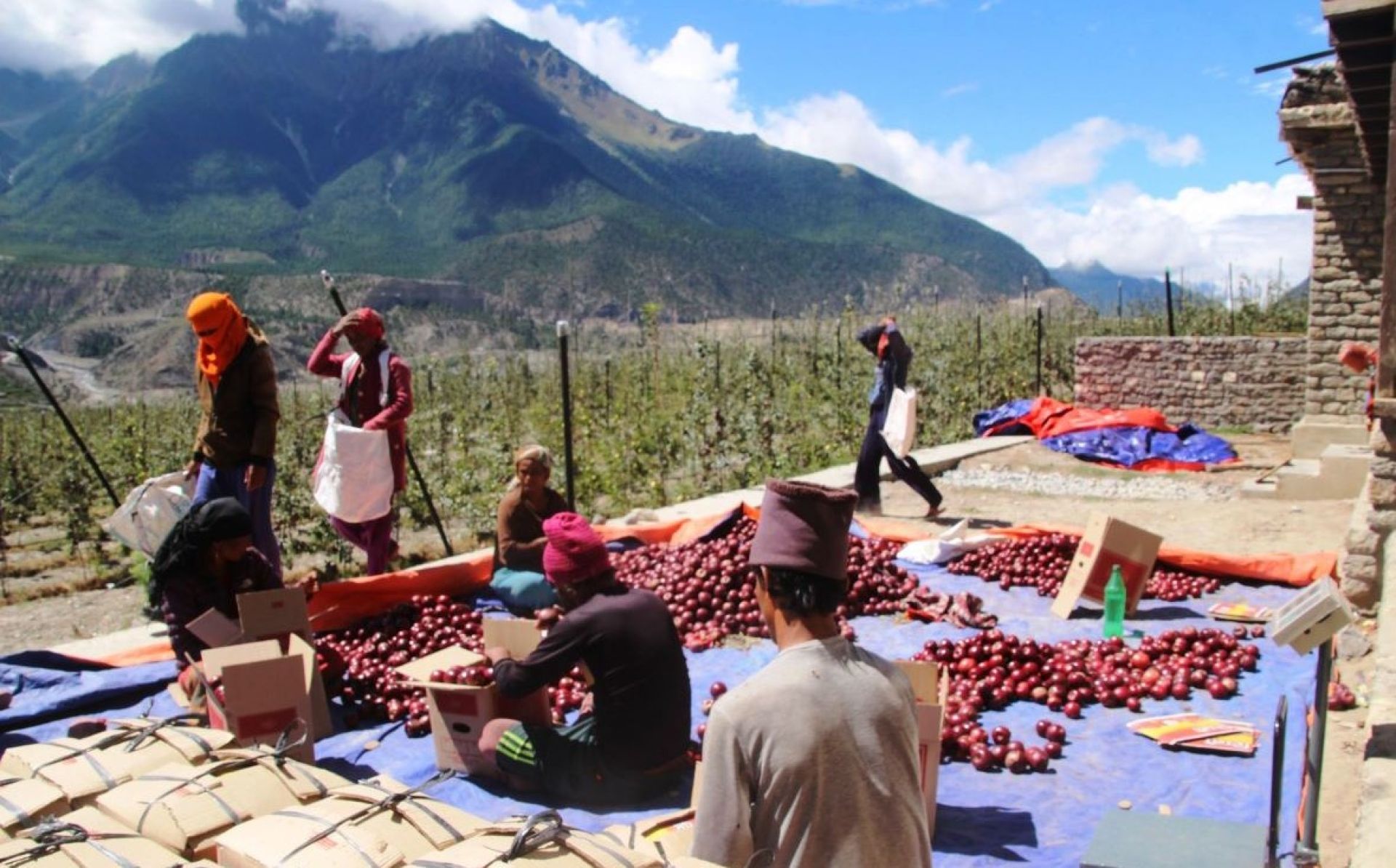 स्याउ बेचेर  मुस्ताङका किसानले भित्र्याए ९२ करोड