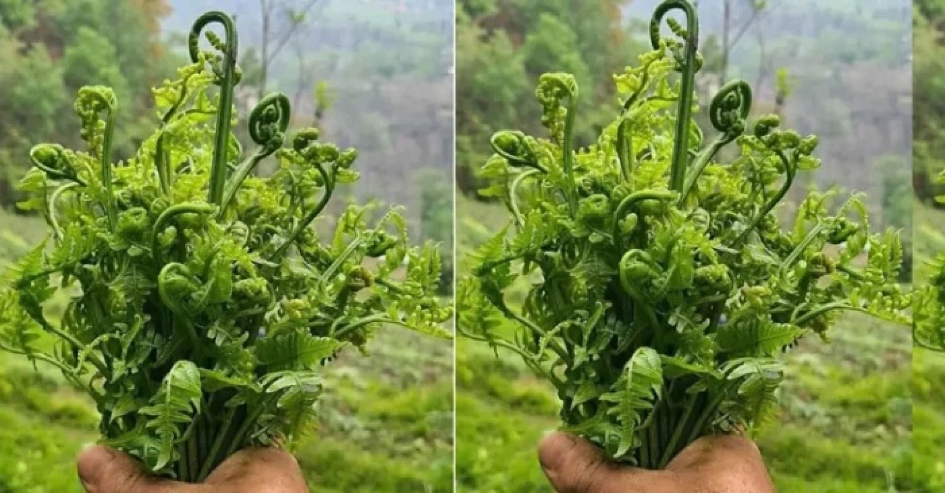 निगुरोको माग बढेसँगै मोरङका स्थानीय व्यापारमा व्यस्त