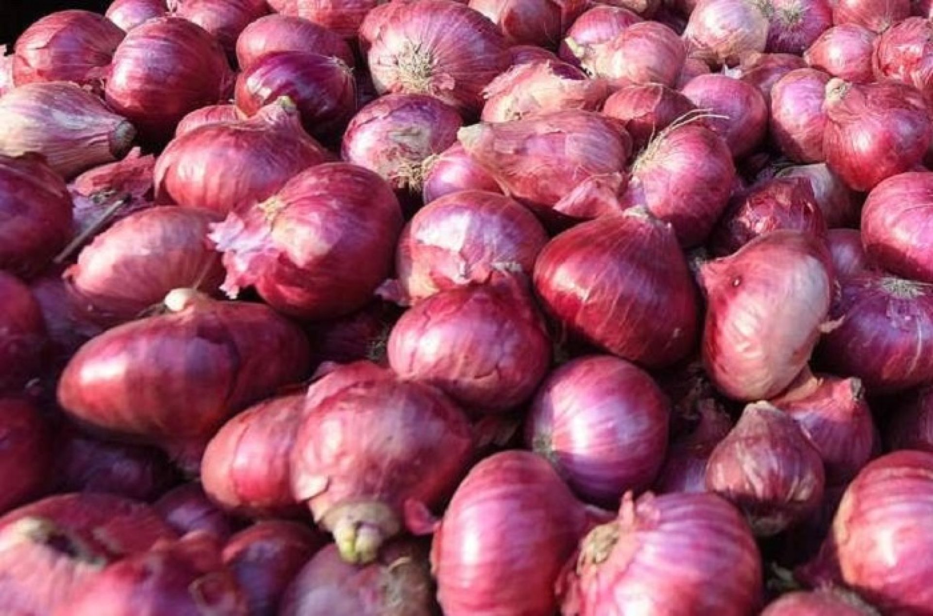 भारतीय बजारमा महंगियो प्याज, नेपालमा पनि मूल्य उकालो लाग्दै