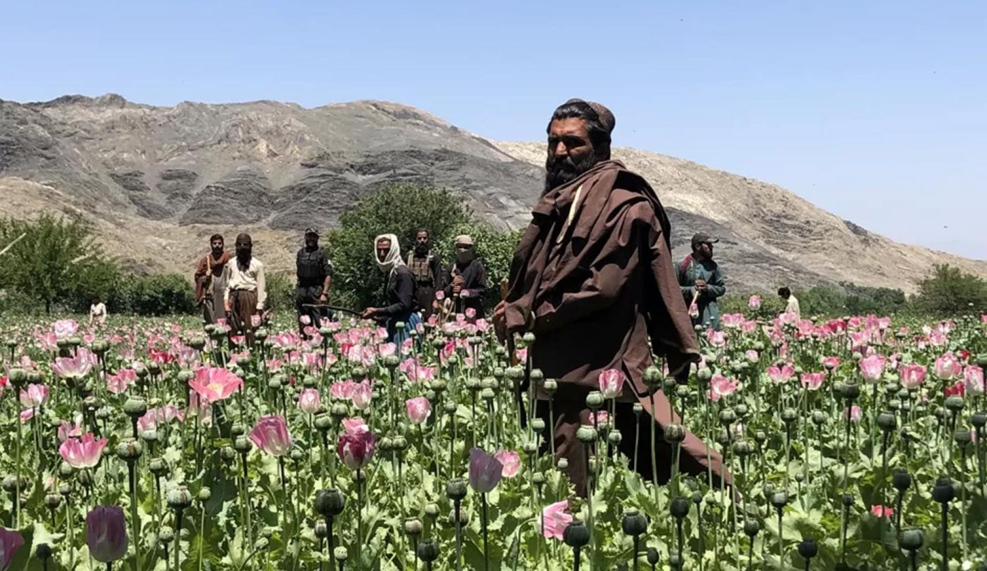 तालिबानको प्रतिबन्धको असरः अफगानिस्तानमा अफिमको उत्पादन ९५ प्रतिशतले घट्यो