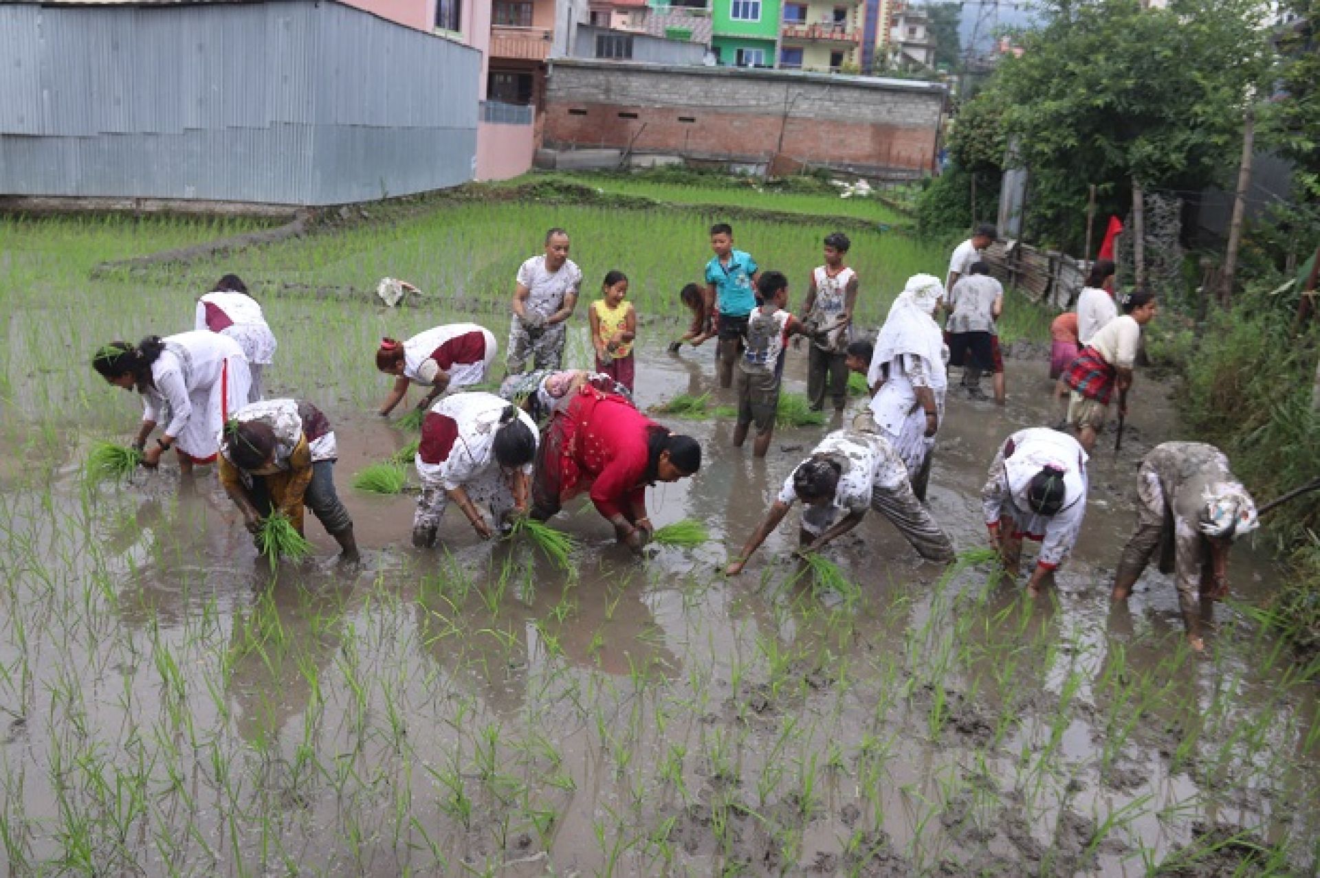 किन घट्यो पूर्वमा धान रोपाइँ ? 