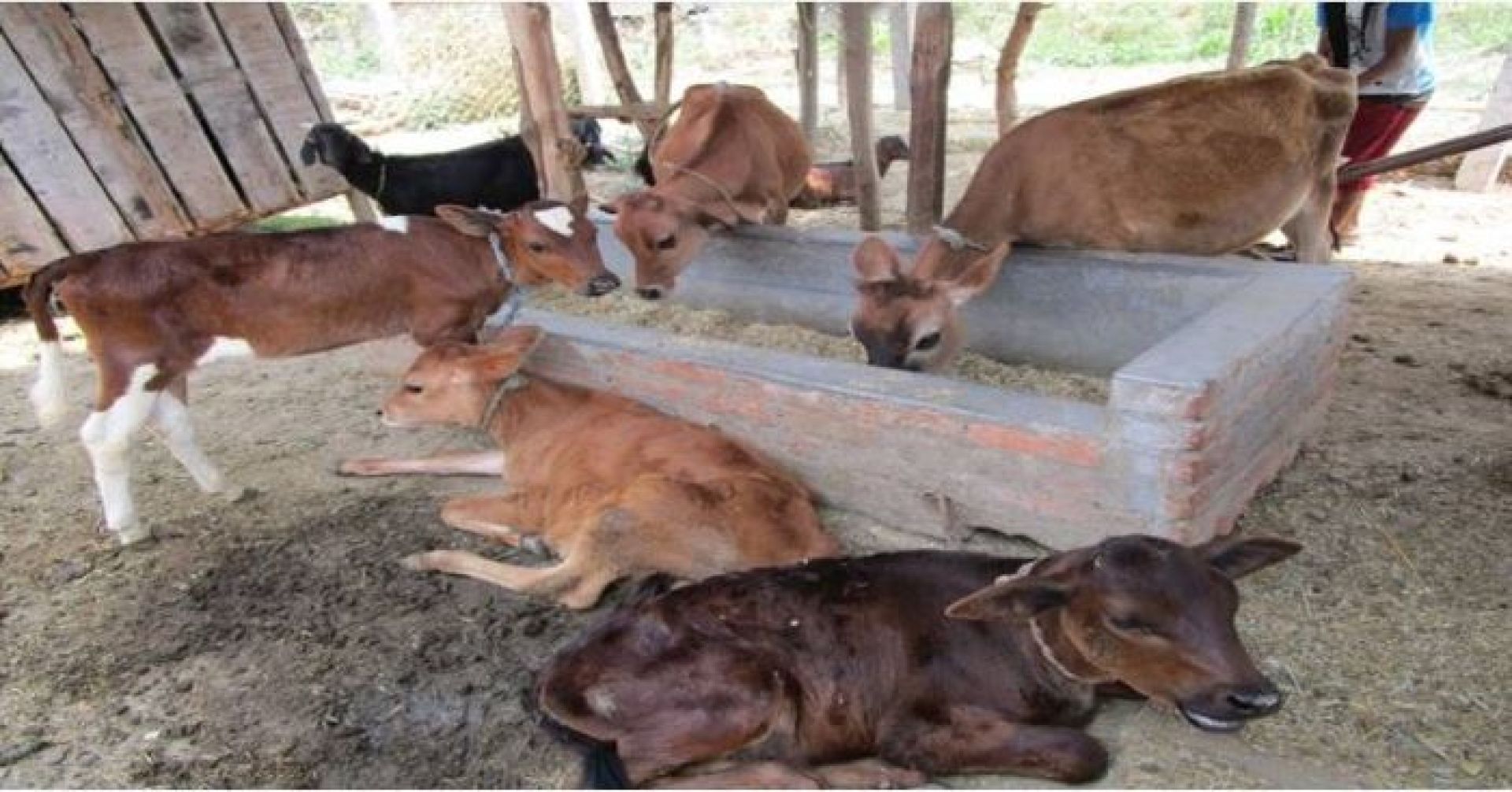 पाडाबाच्छी हुर्काउने किसानलाई ६० लाख अनुदान