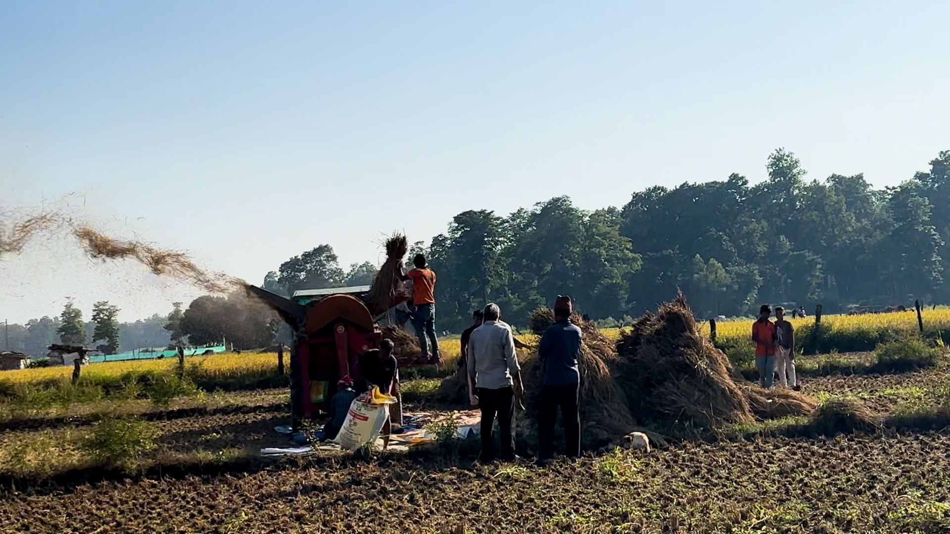 दशैँको रौनकसँगै धनगढीमा धान भित्र्याउने चटारो