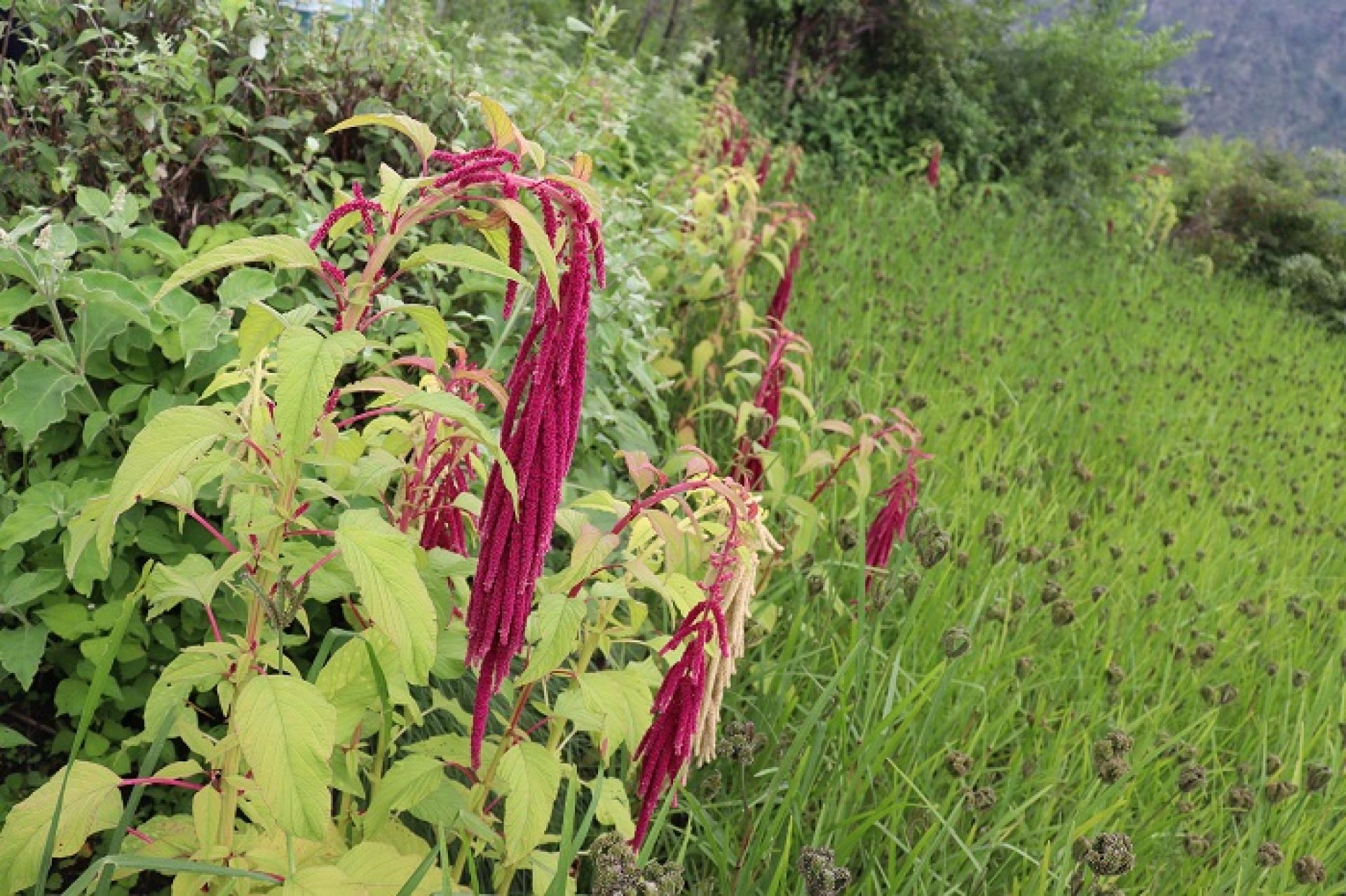 कर्णालीका रैथाने अन्नबालीको निर्यात बढ्यो: किसानलाई आर्थिक उकासो, करोडौंको कारोबार