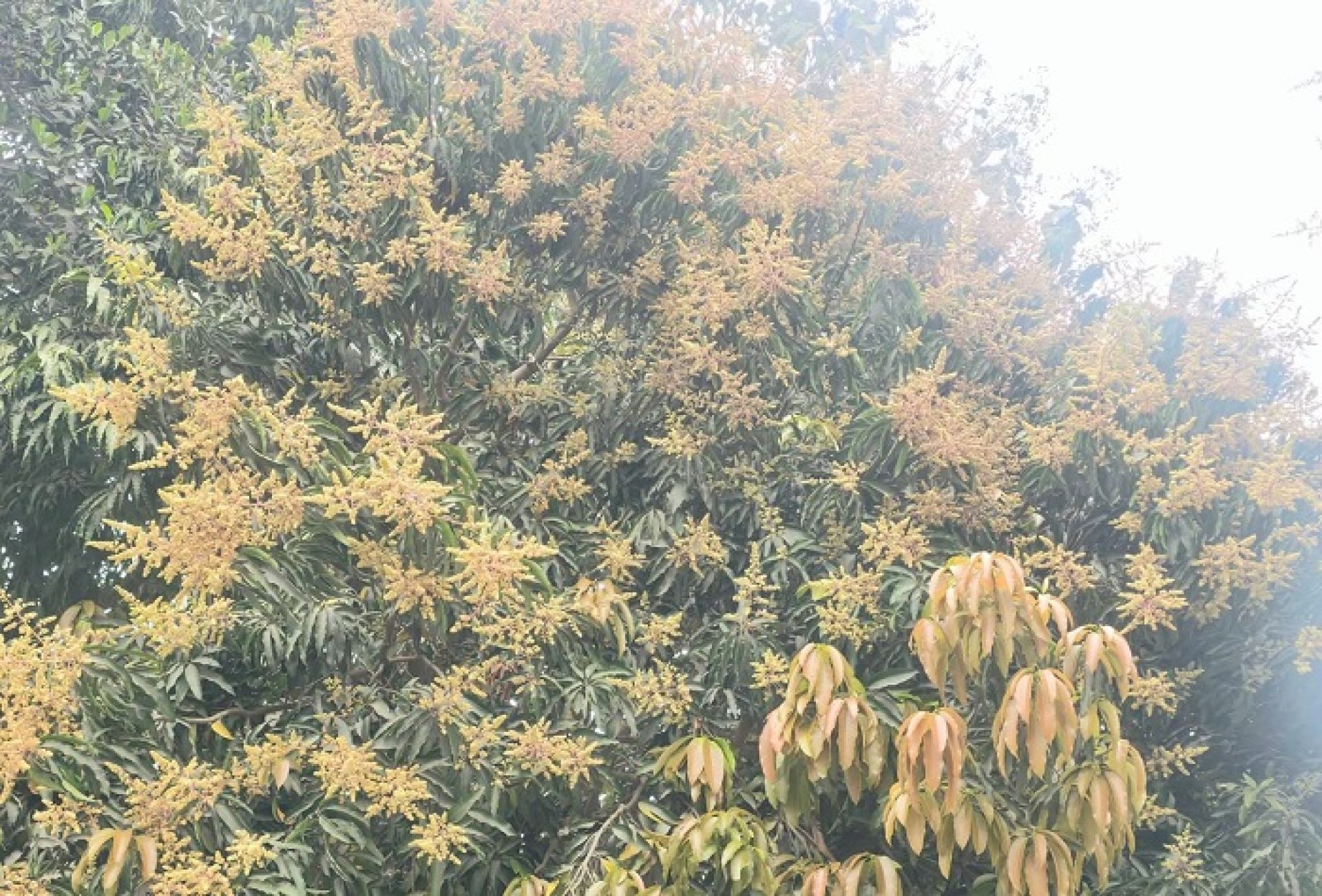 रौतहटमा आँपको मोजरले ढकमक्क रूखहरू, उत्पादन बढ्ने आशामा किसान