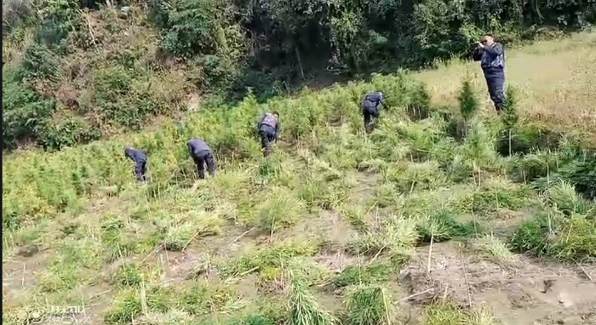 गाँजा फडानी एकातिर, मुख्यमन्त्रीको समर्थन अर्कोतिर