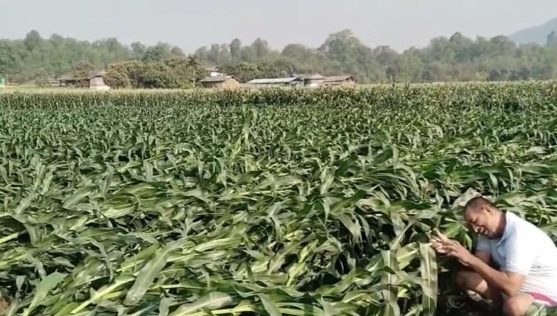 हावाहुरीको वितण्डा : रौतहटमा पकेट क्षेत्रकै मकै बाली सखाप, किसान मर्कामा