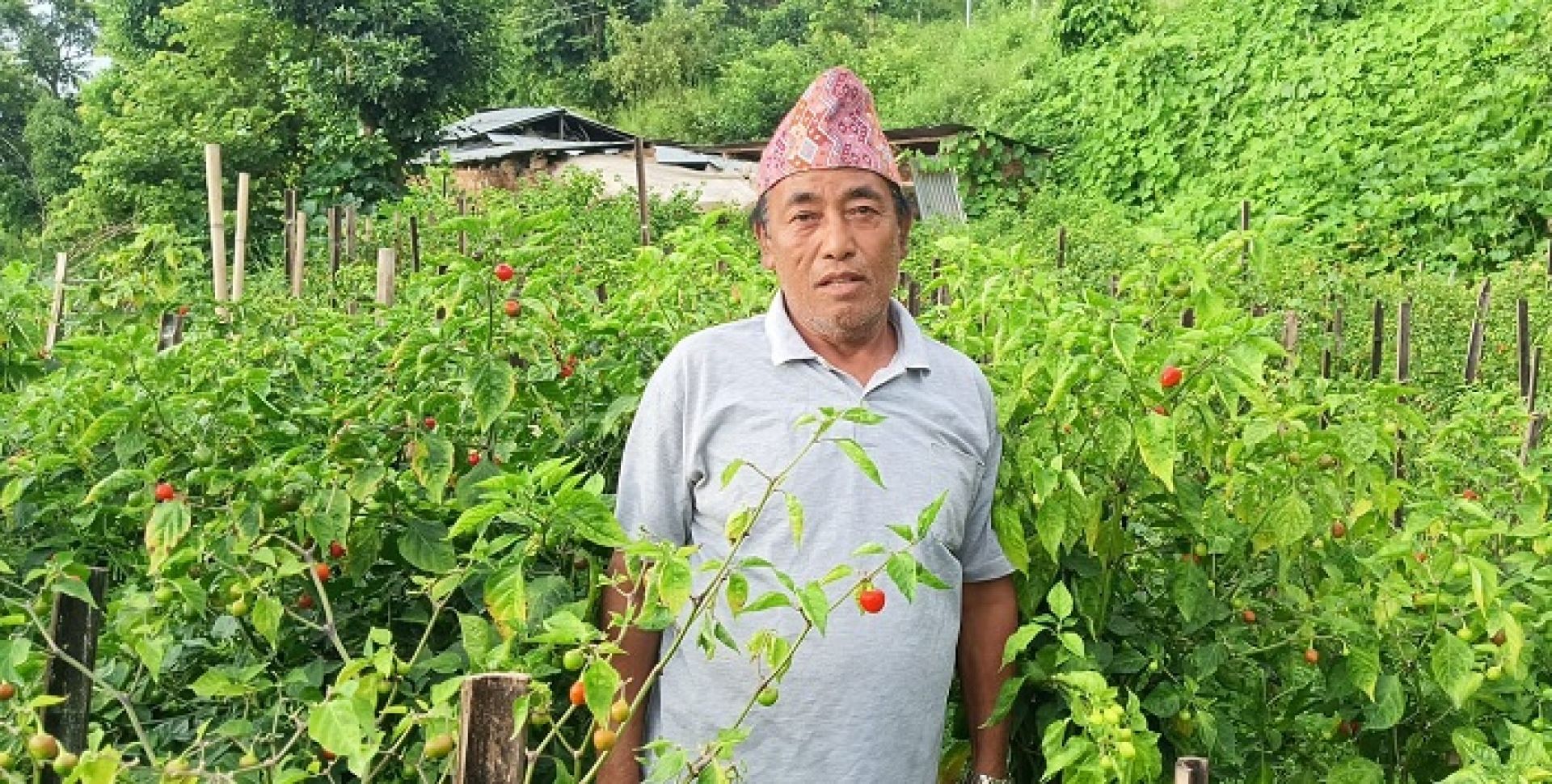 अकबरे खुर्सानीबाट आत्मनिर्भर बन्दै मोतीबहादुर, एक रोपनीबाटै वर्षमा ३ लाख कमाइ
