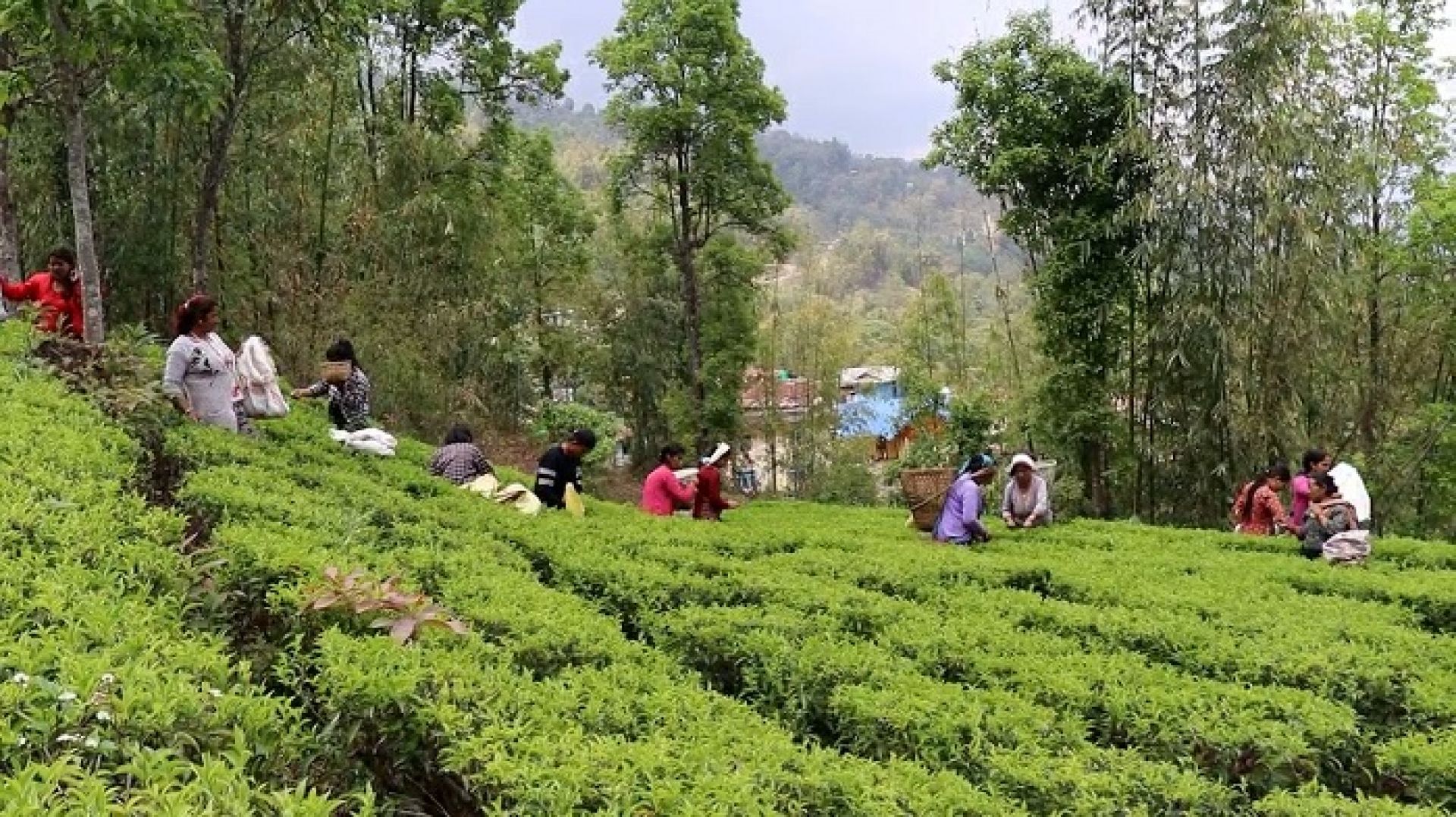 ‘फस्ट फ्लस’को चिया टिपाइ धमाधम, गुणस्तरीय उत्पादनको सम्भावना