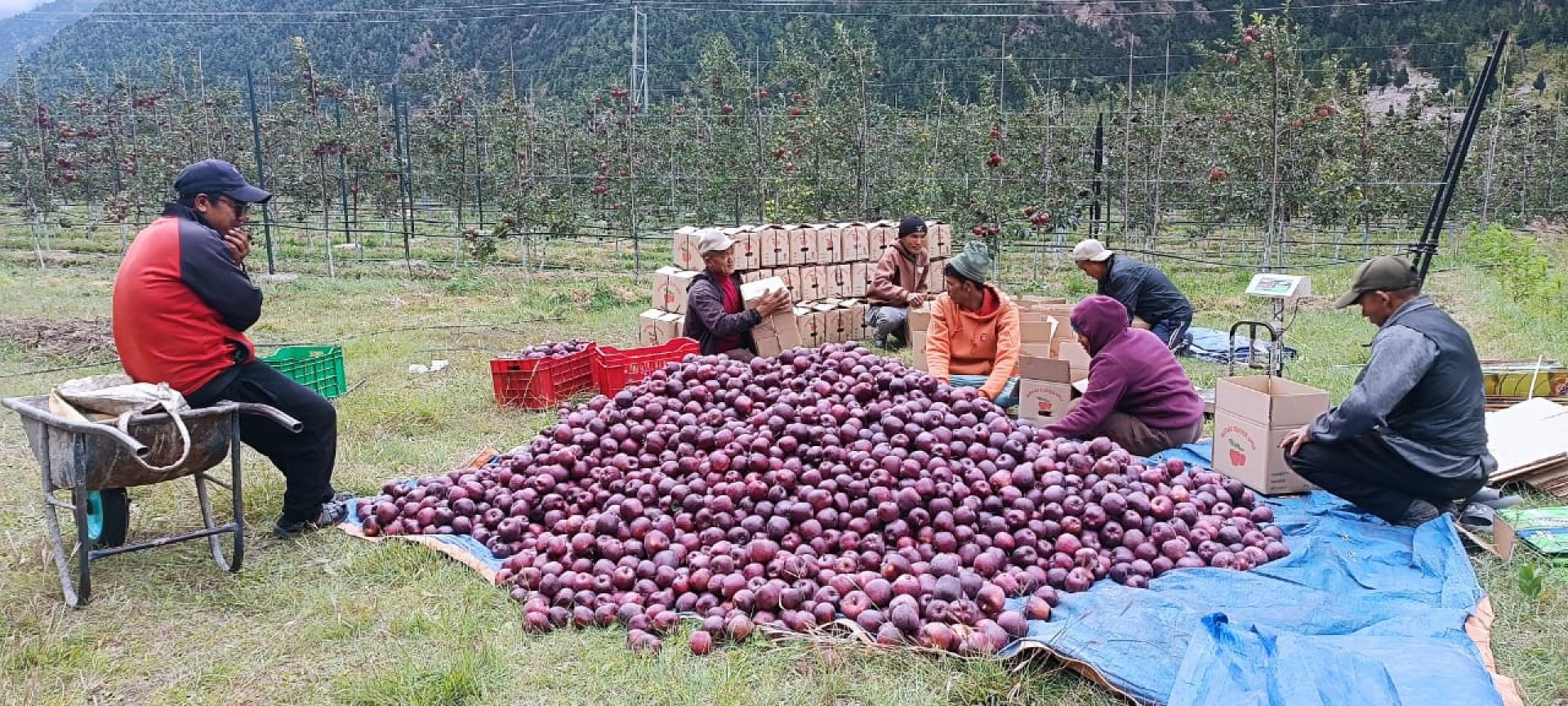 मुस्ताङमा यस वर्ष १० हजार टन स्याउ उत्पादनको अनुमान, निकासी भने ३० प्रतिशतमा सीमित