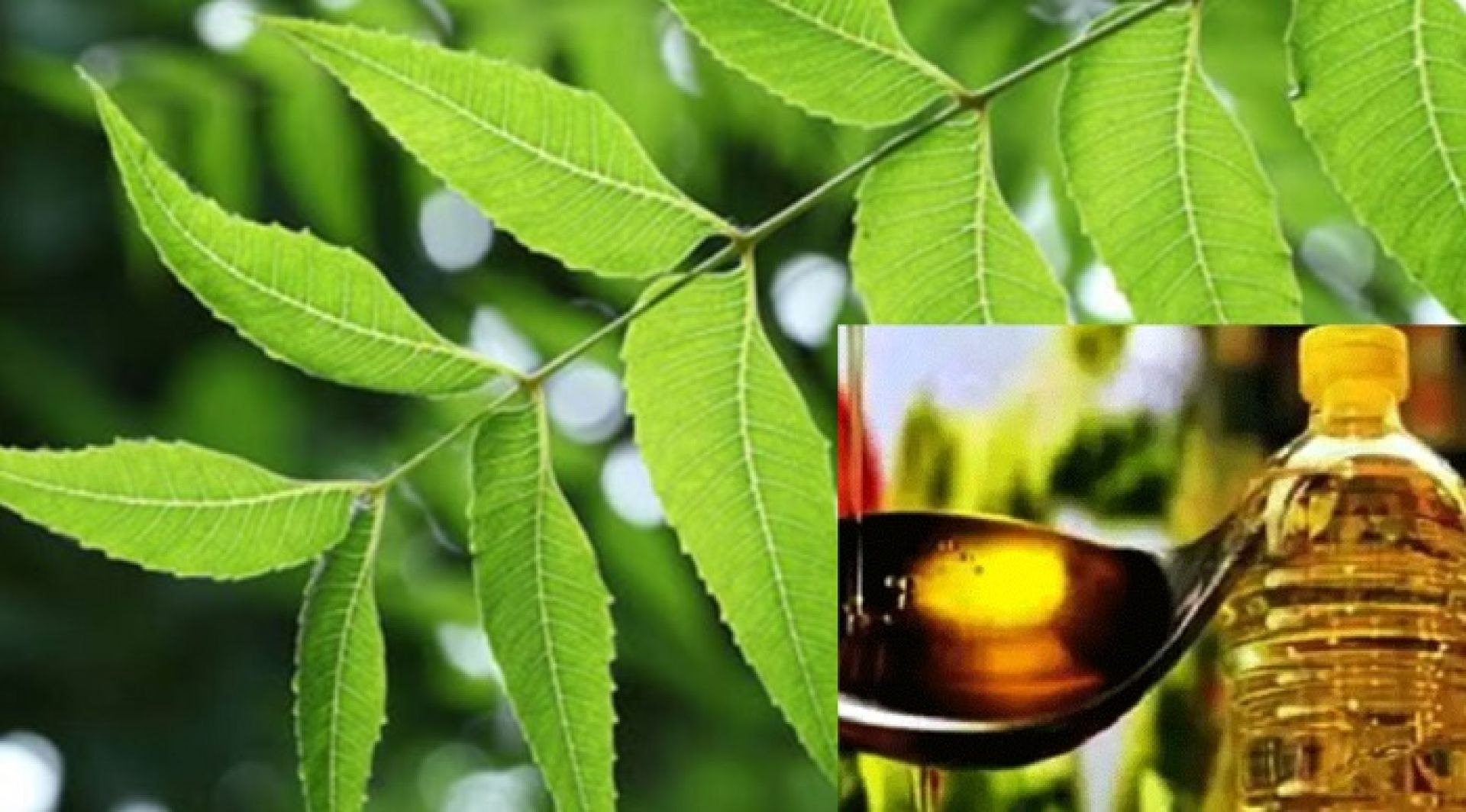 आज तेल लगाउने र नीमको पात खाने दिन