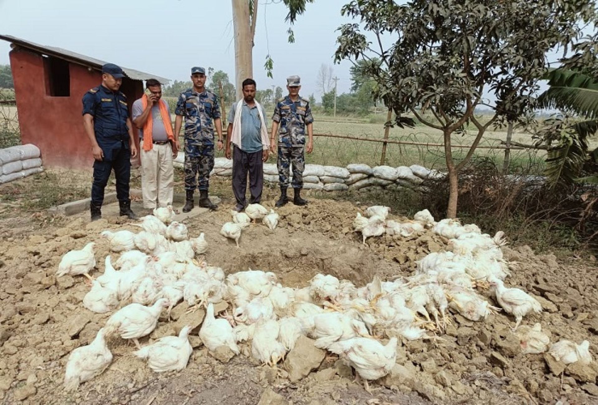 रौतहटमा भन्सार छली भित्र्याइएको ४ क्विन्टल बढी बोइलर कुखुरा नष्ट