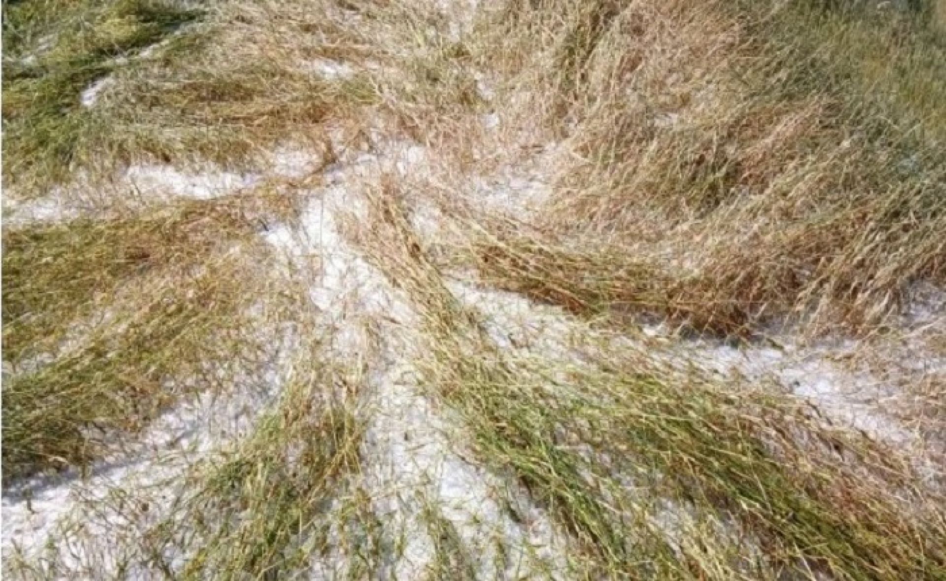 असिना पानीले भित्र्याउने समयको बाली नष्ट, कृषकहरू चिन्तित