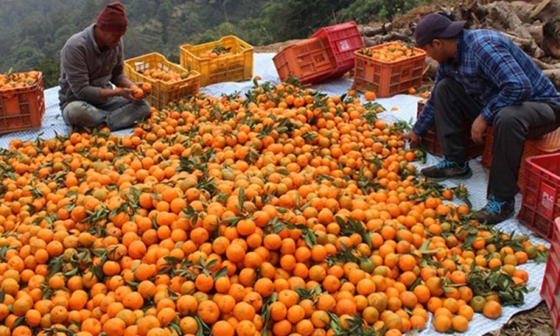 कृषि र पर्यटन जोड्ने ‘सुन्तला–हाइकिङ’ काभ्रेपलाञ्चोकमा पुनः सुरु