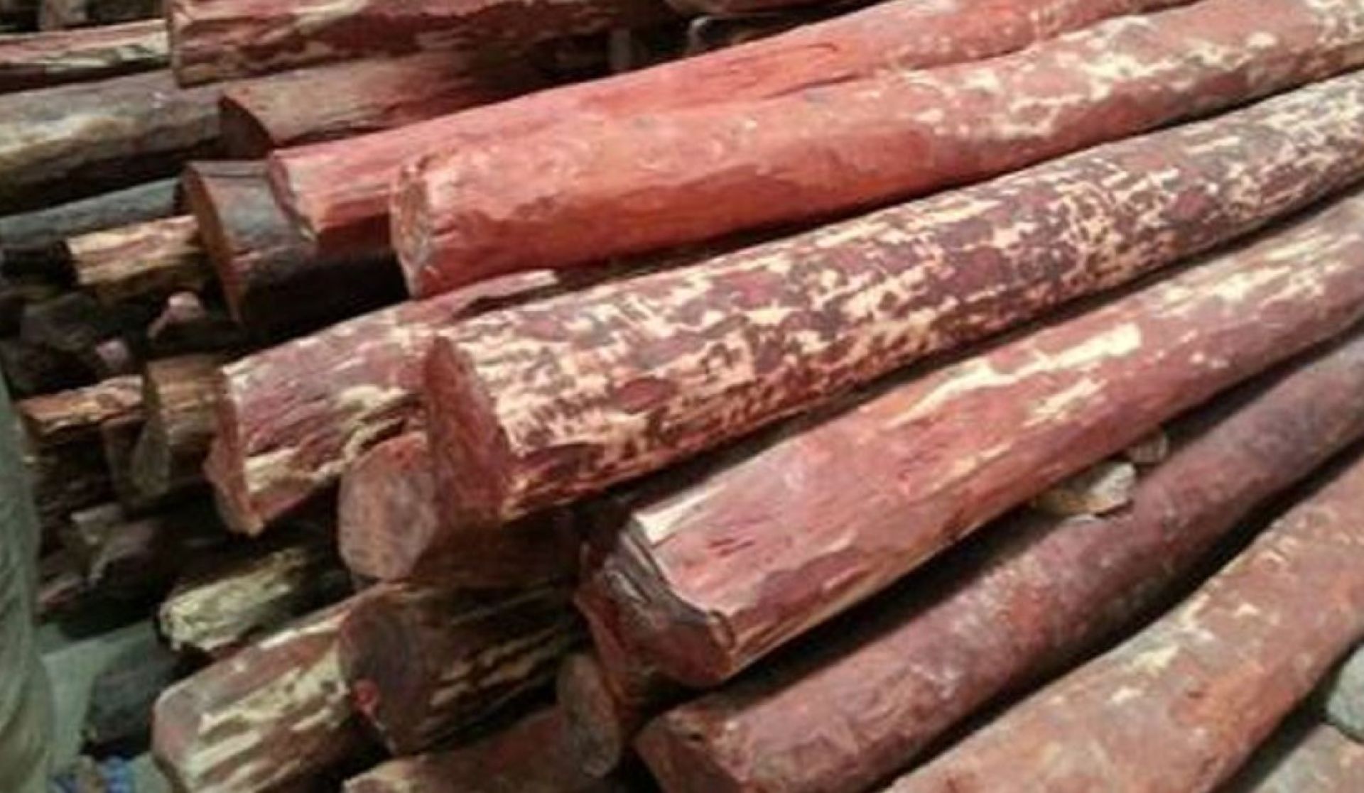 सत्र वर्षदेखि वन कार्यालयमै थन्कियो रक्तचन्दन