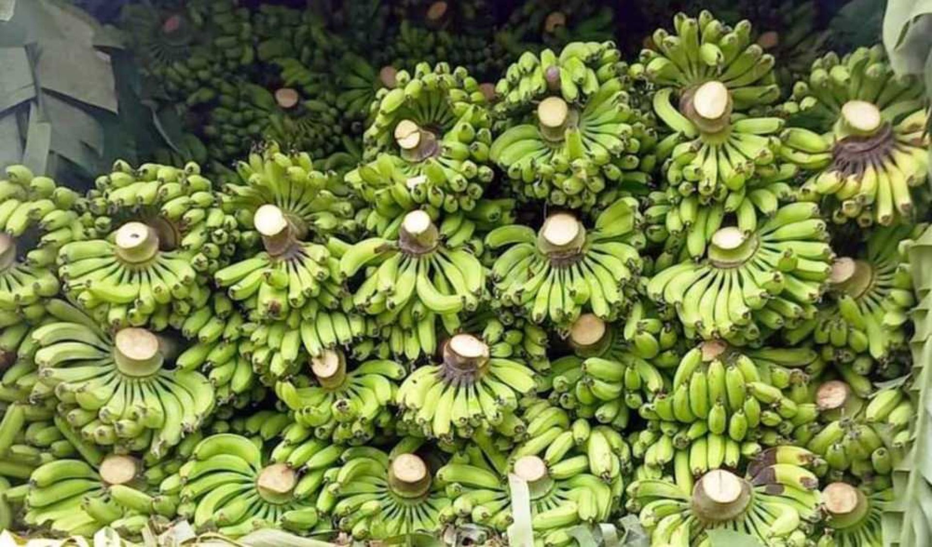 चितवनको केरामा सबैभन्दा बढी बिषादी