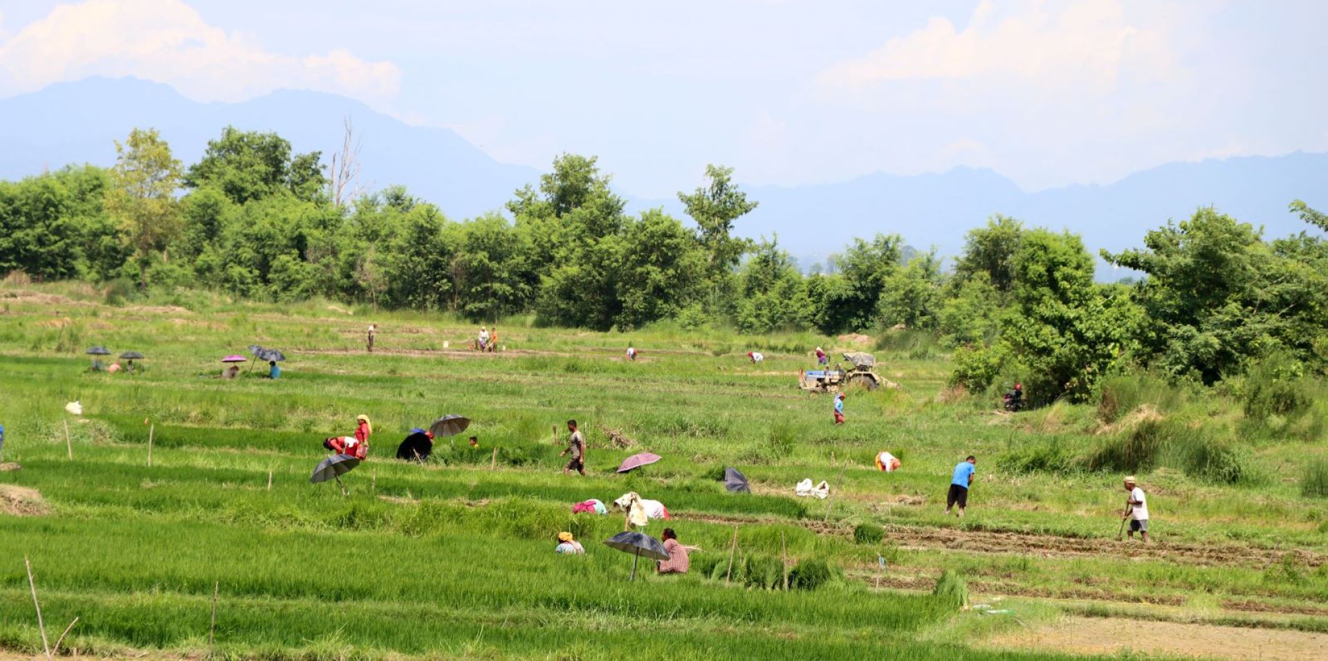 किसानलाई आकाशे पानीकै भर, कृषिमा छैन लगानी अनुसारको प्रतिफल