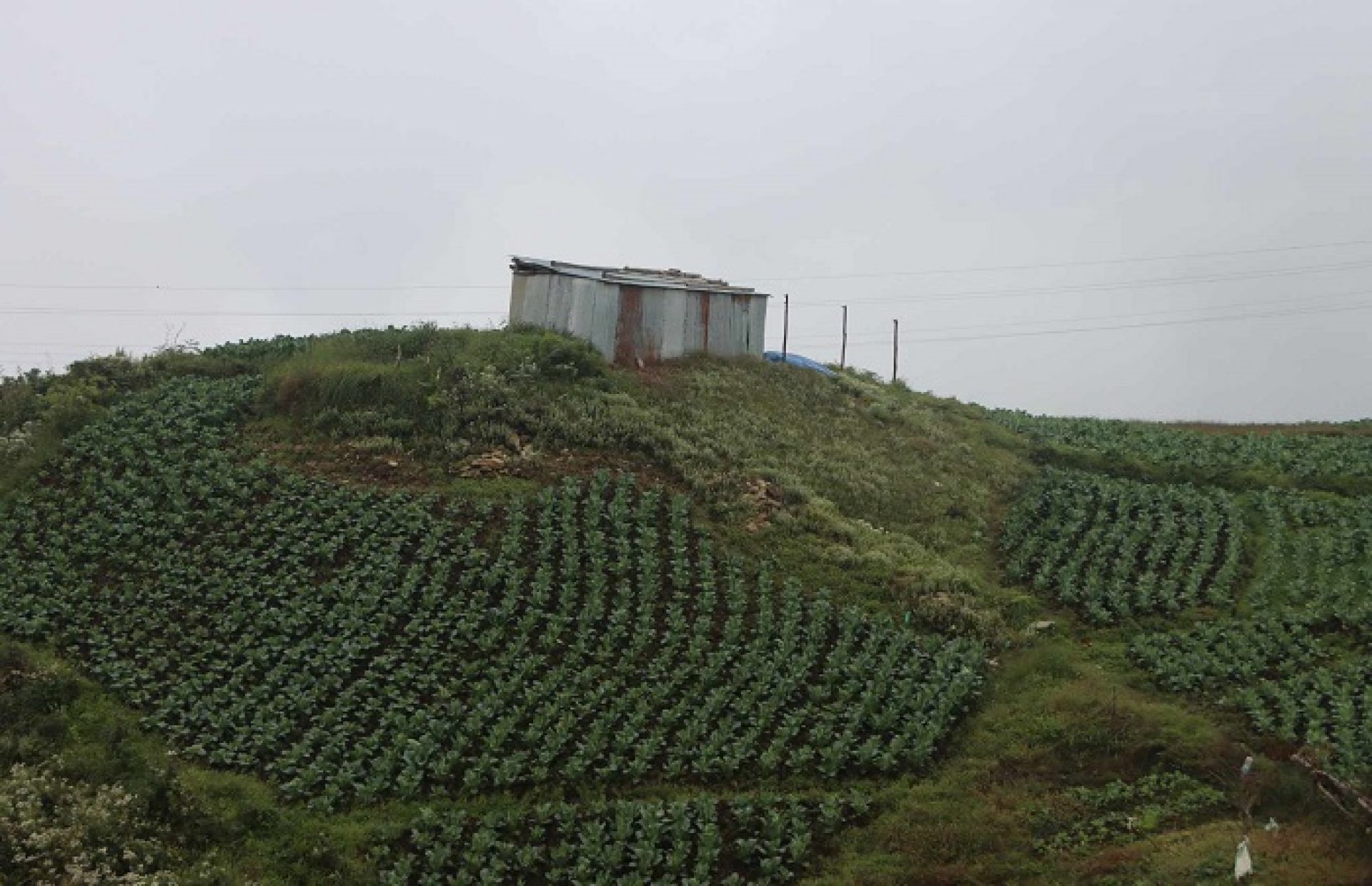 सडकले पछि परेको शैलुङ कृषिमा आत्मनिर्भर बन्दै