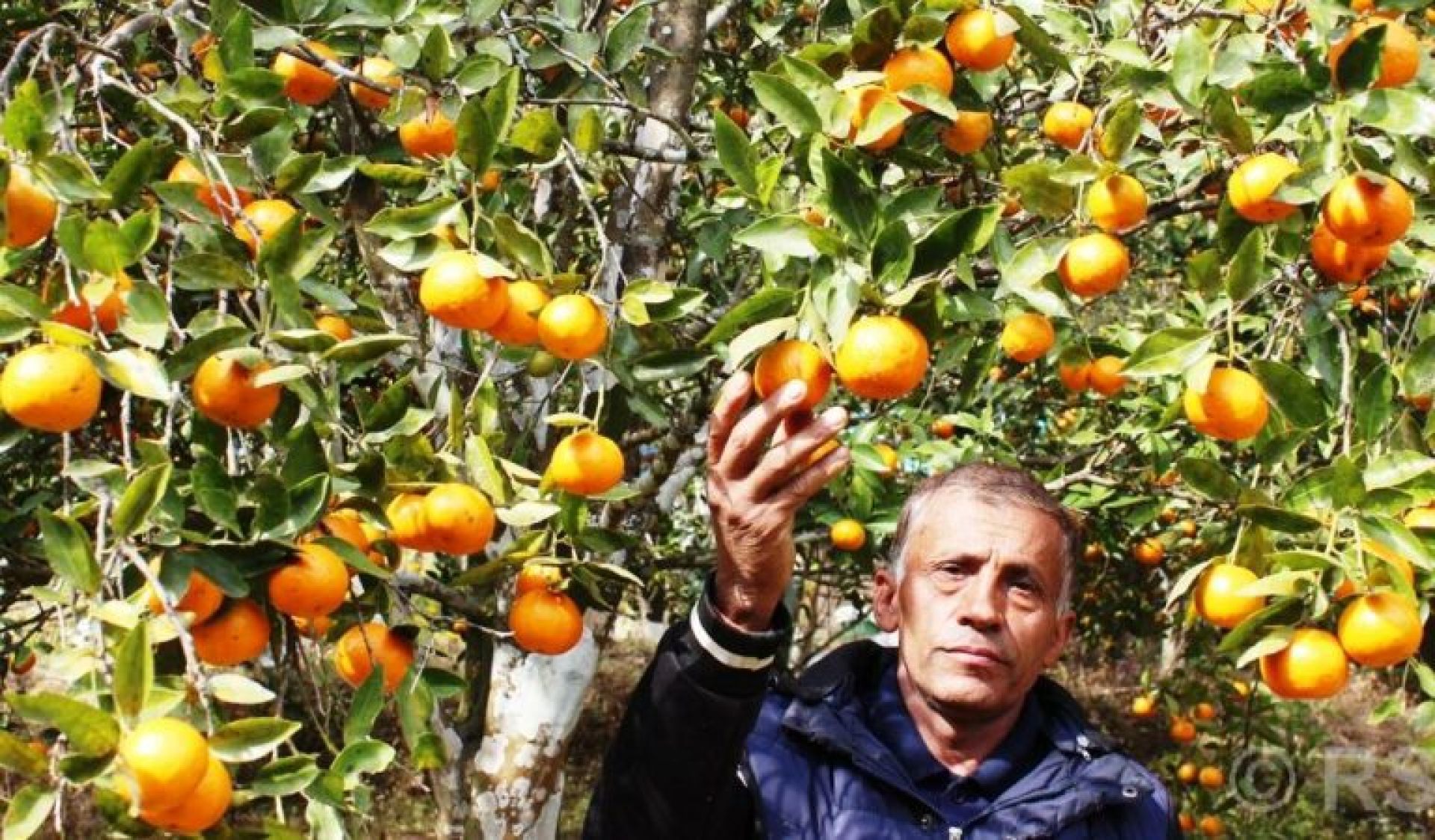 सामवेदले बेचे एकै बगानबाट दश लाखको सुन्तला 