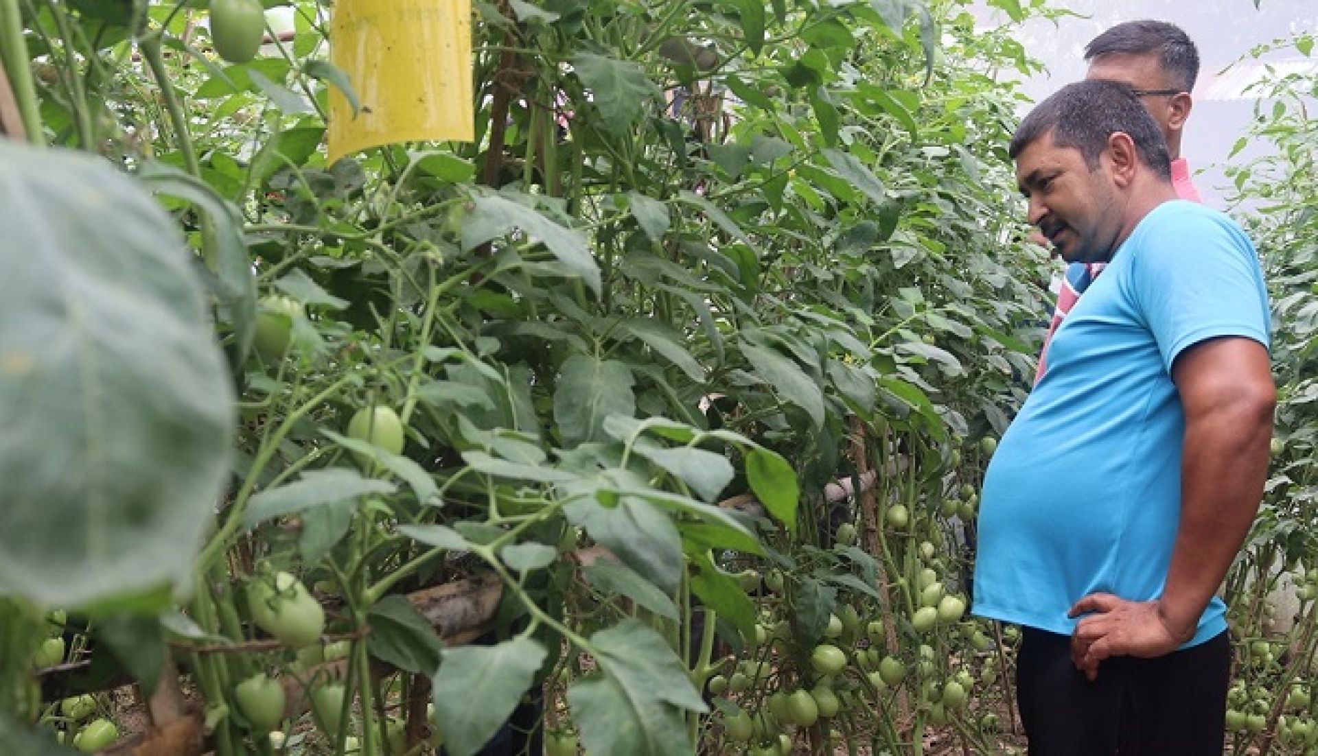 विदेशी रोजगारी छाडेर स्वदेमै कृषिकर्ममा रमाएका सन्तोष जिसी, वर्षमै कमाउँछन् छ लाख बढी नाफा