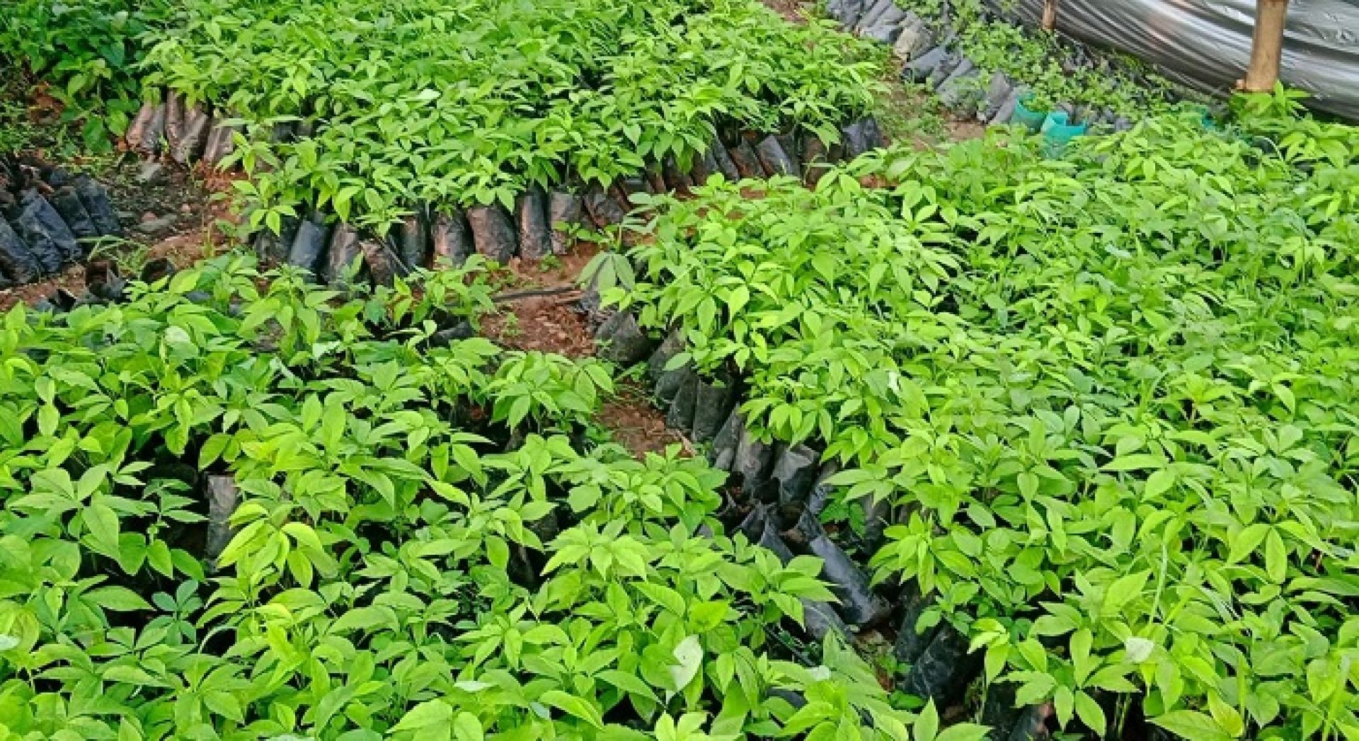 कृषक खनालले बेचे एक वर्षमै चार लाखभन्दा बढी सिप्लिकानका बिरुवा 