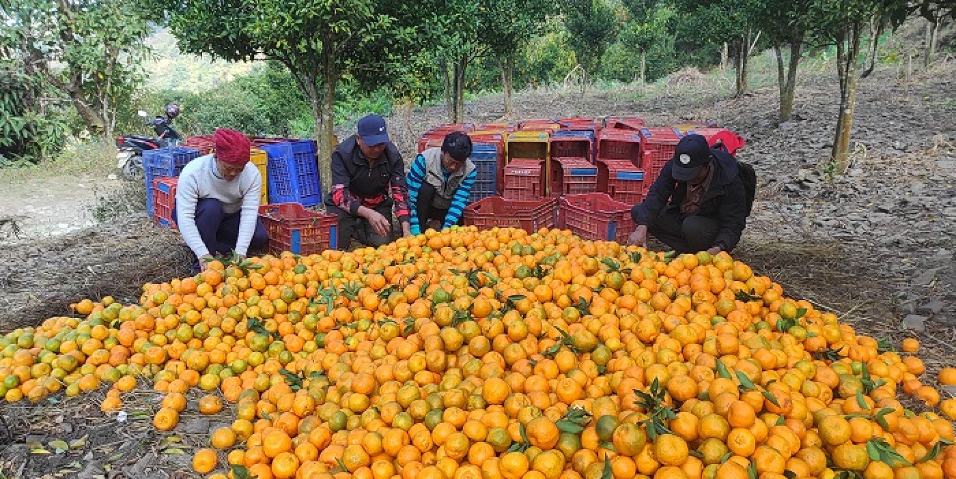गाउँमा करोडौँको सुन्तला, बजार पुर्‍याउन गाह्रो