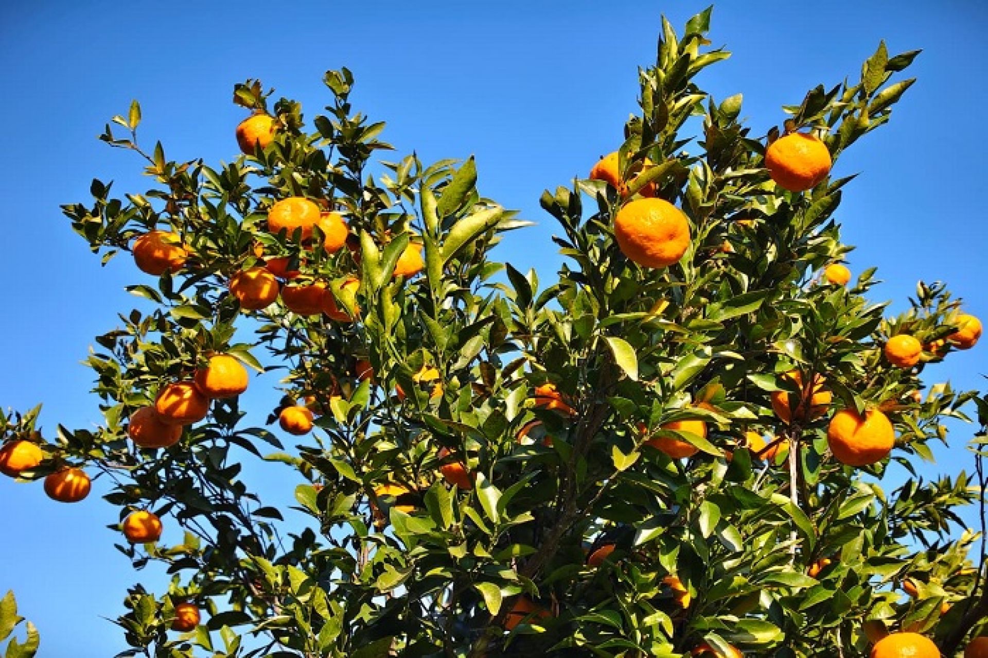 उमाकुण्डका किसानको बोटमै सुनः सुन्तला बेचेरै वार्षिक पाँच लाखसम्म आम्दानी