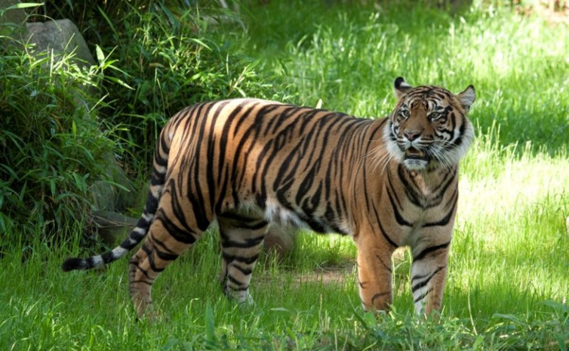 क्यामेरा ट्रयापिङ विधिबाट पाँचौँ पटक बाघ गणना सुरु