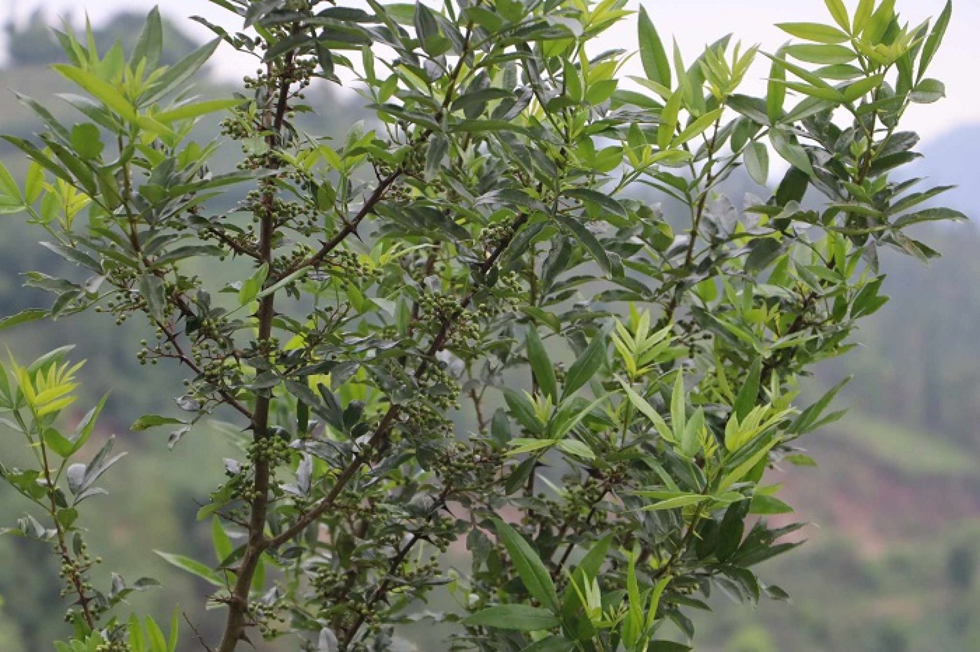 एक वर्षमै दोब्बरले घट्यो टिमुरको उत्पादन 